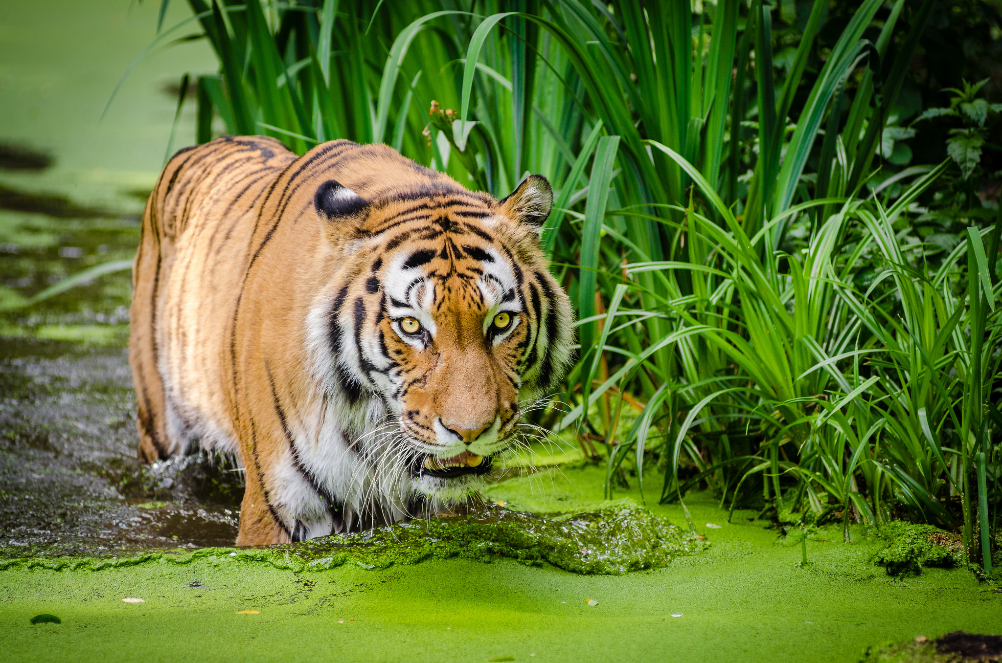 Baixar papel de parede para celular de Animais, Gatos, Tigre gratuito.