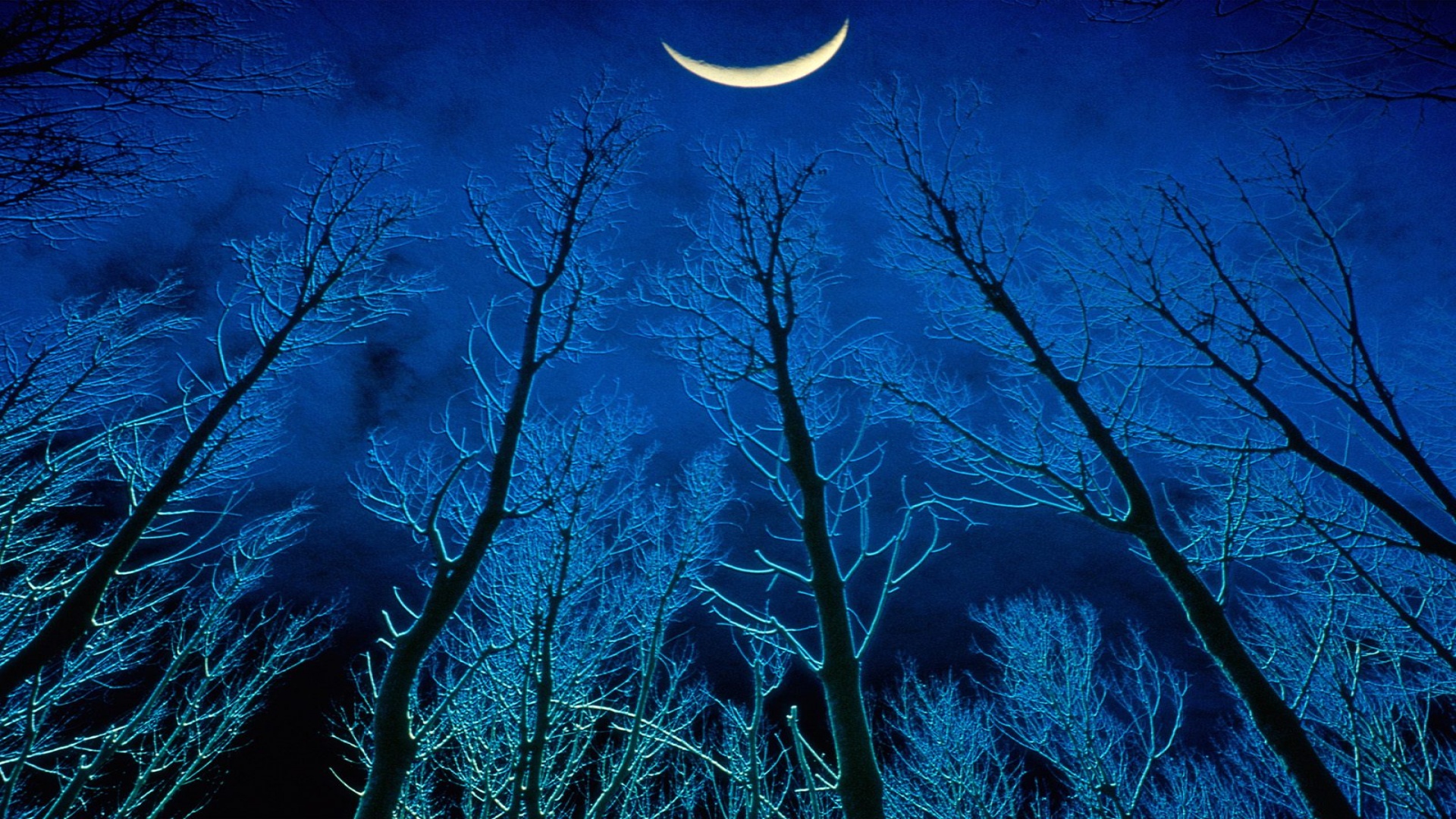 Скачать картинку Ночь, Луна, Лес, Дерево, Полумесяц, Художественные в телефон бесплатно.