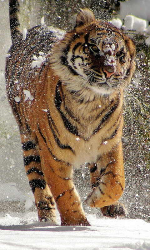 Handy-Wallpaper Tiere, Katzen, Tiger kostenlos herunterladen.