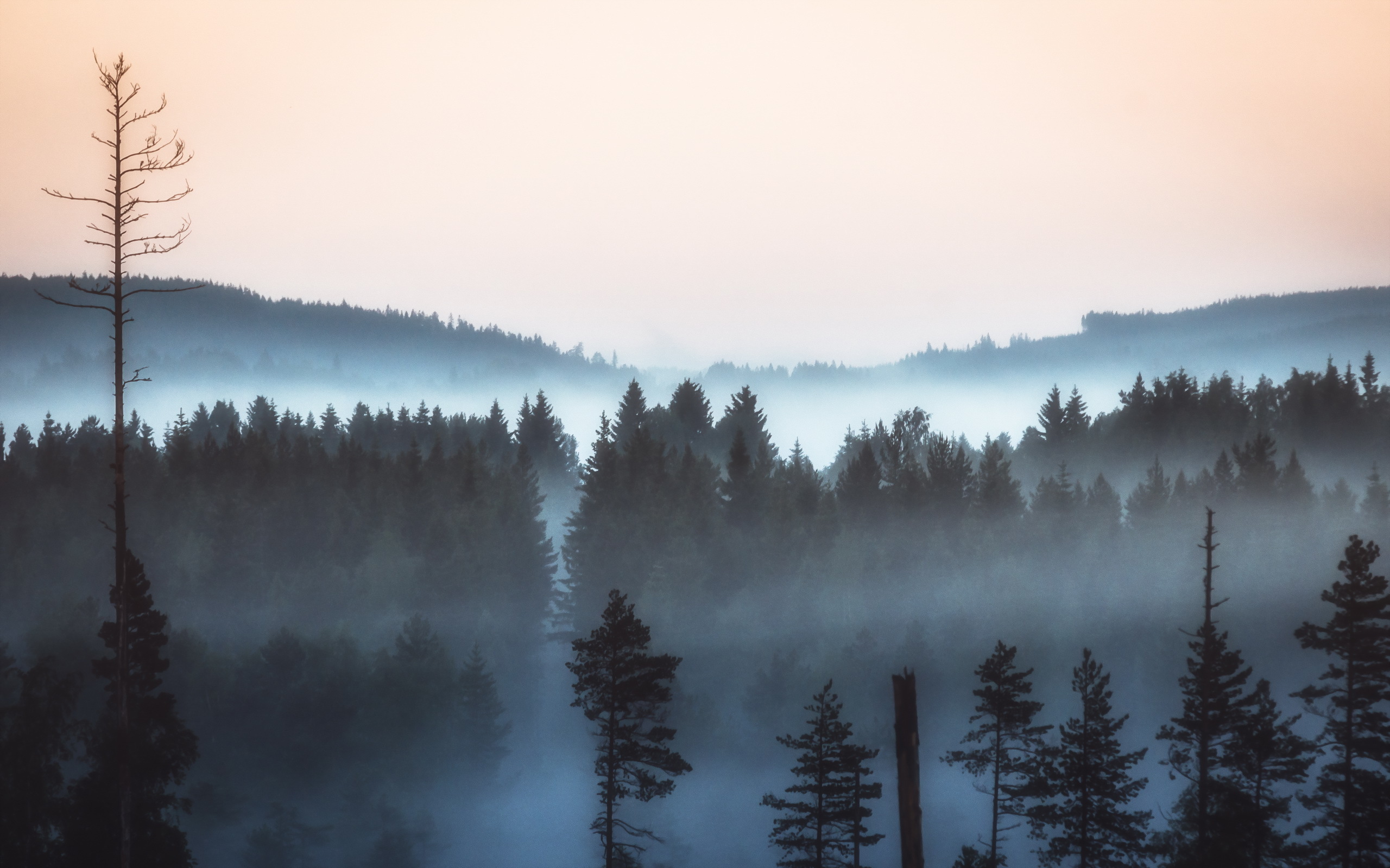 Free download wallpaper Landscape, Nature, Forest, Fog, Earth on your PC desktop