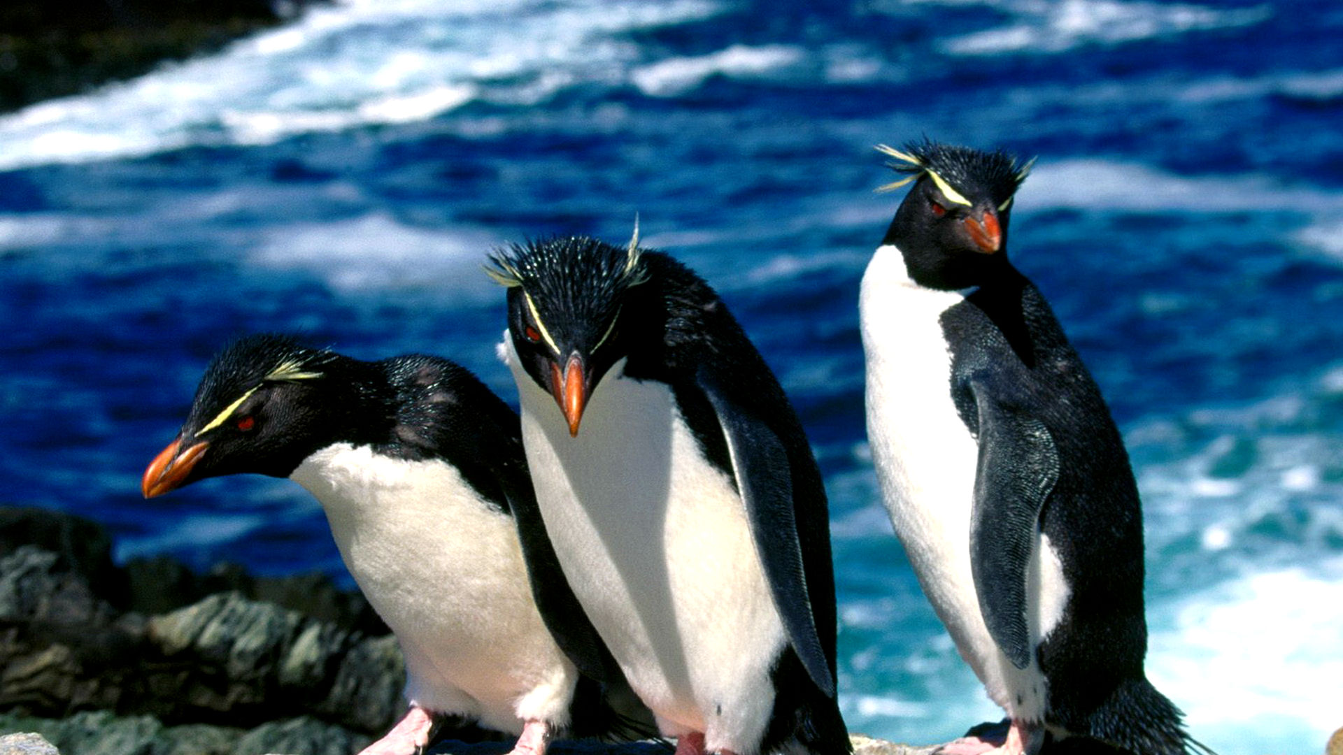 Download mobile wallpaper Birds, Bird, Animal, Penguin for free.