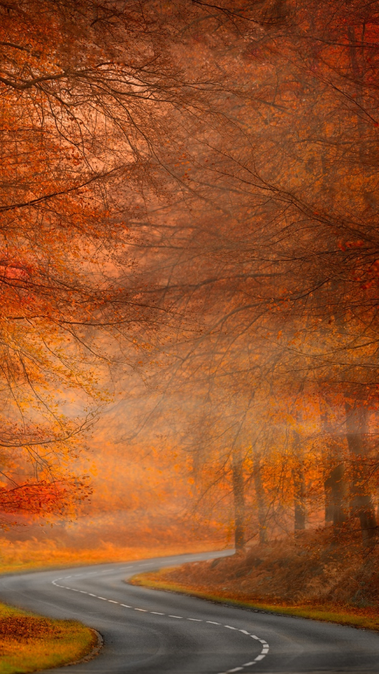 Descarga gratuita de fondo de pantalla para móvil de Naturaleza, Otoño, Bosque, Árbol, Carretera, Hecho Por El Hombre.