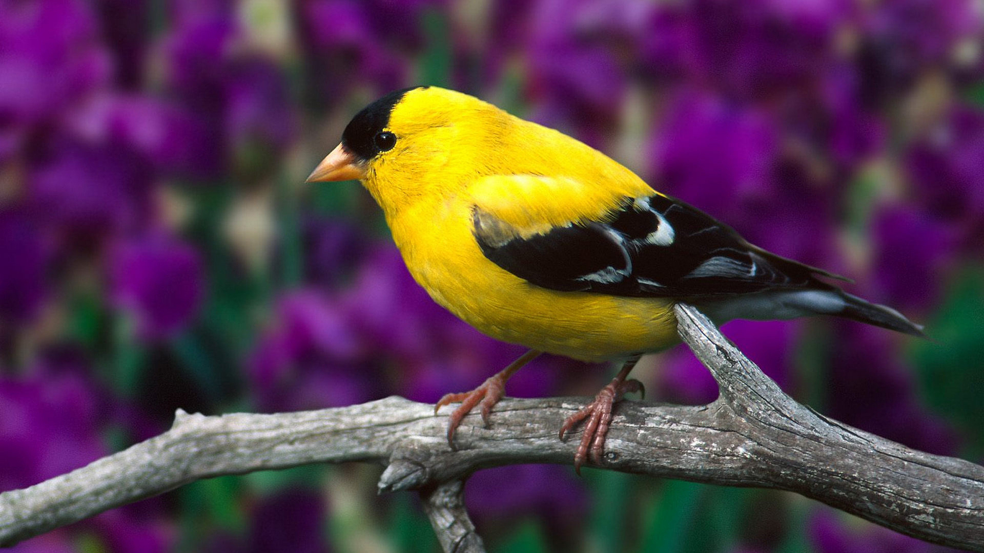 Download mobile wallpaper Bird, Animal, American Goldfinch for free.