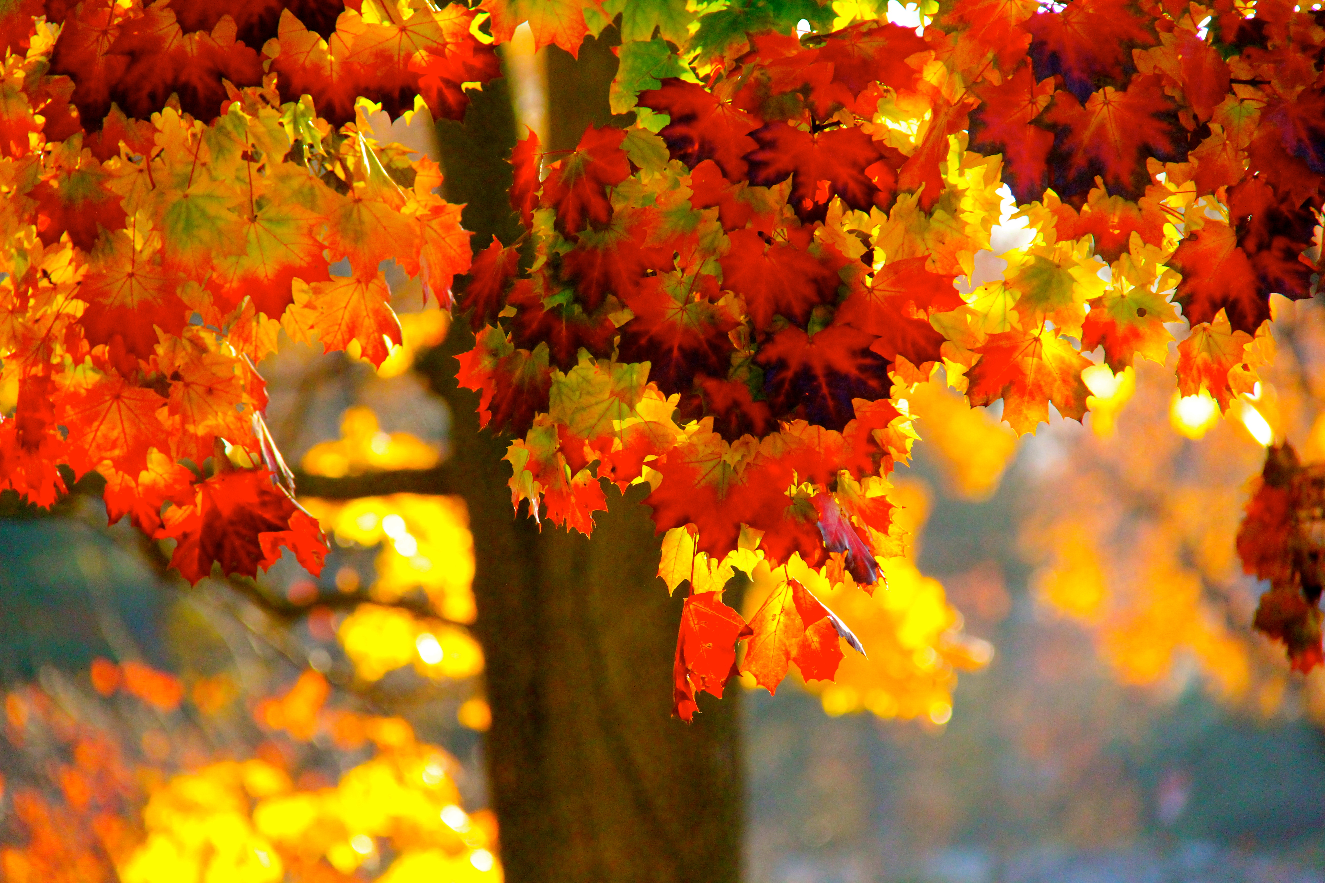 Download mobile wallpaper Tree, Leaf, Fall, Earth, Colors, Sunlight, Bokeh for free.