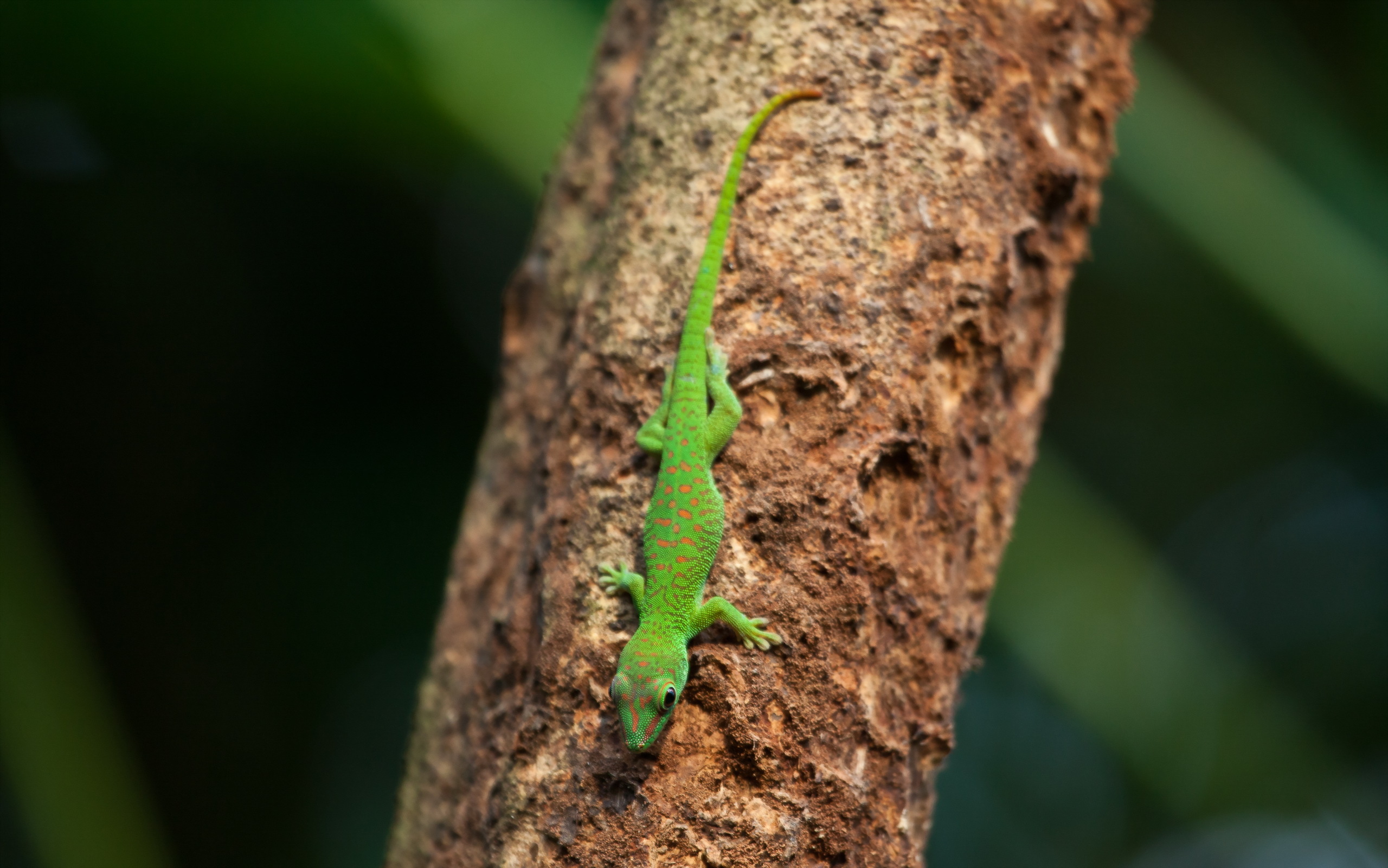 Free download wallpaper Animal, Reptiles, Gecko on your PC desktop