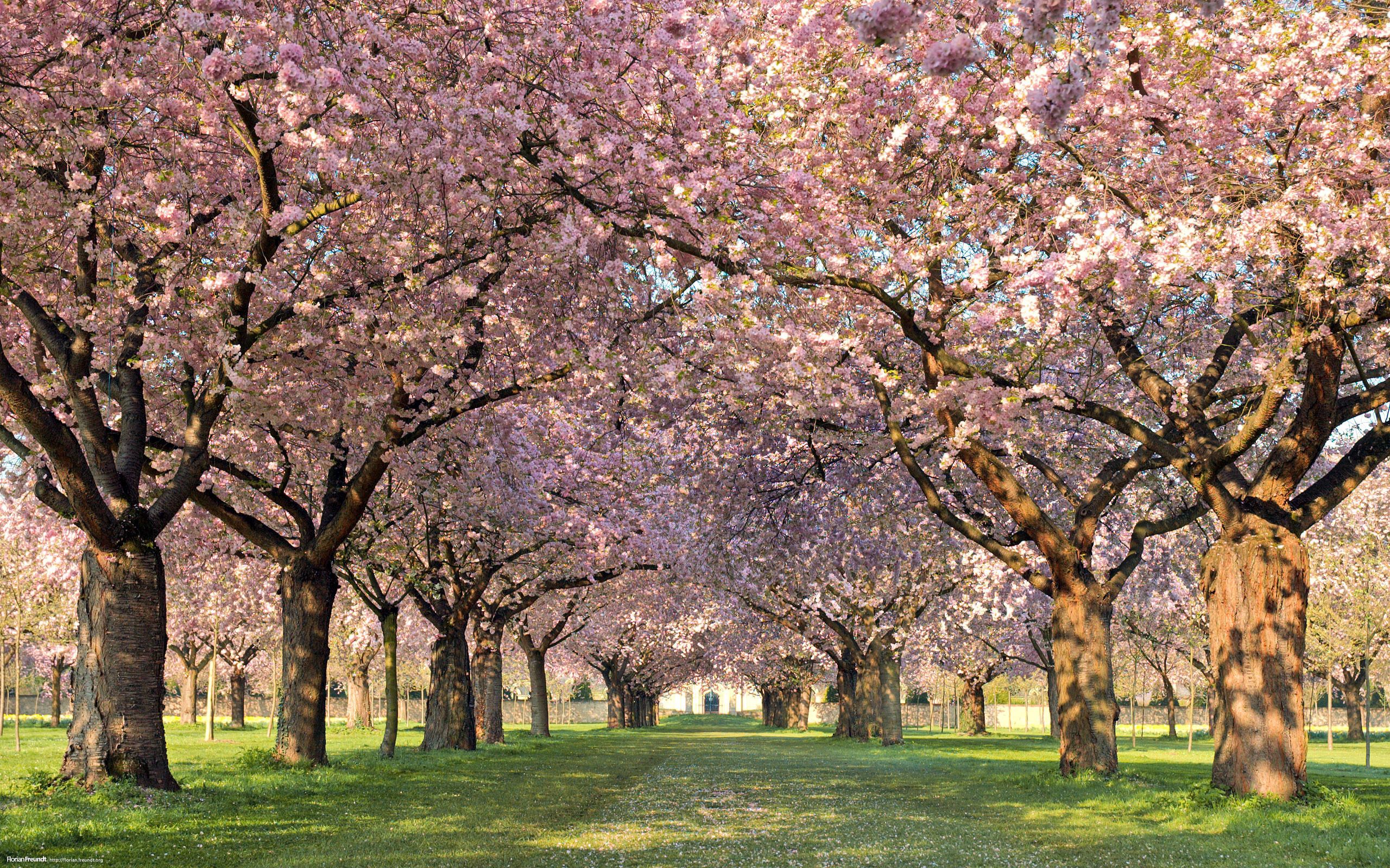 Download mobile wallpaper Path, Trees, Nature, Park, Flowers for free.