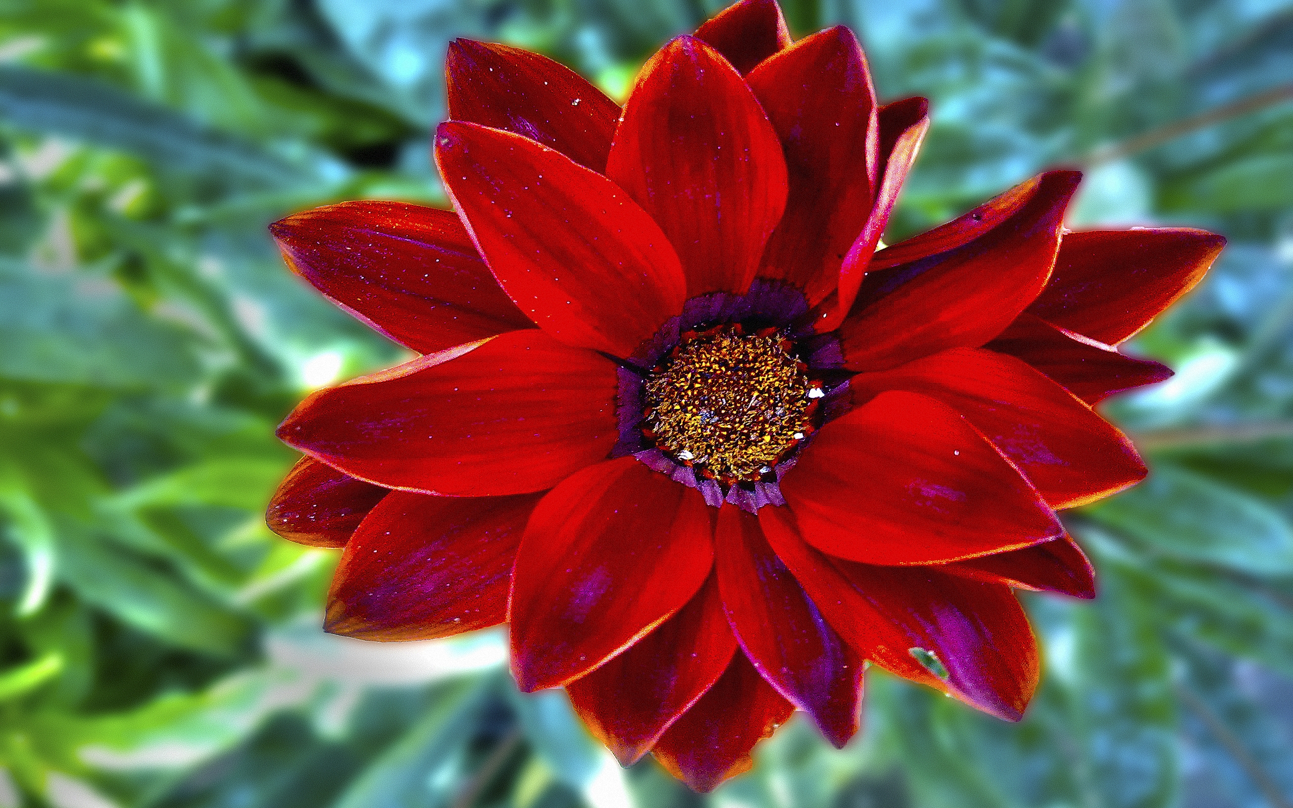 Free download wallpaper Flowers, Flower, Earth, Daisy, Red Flower on your PC desktop