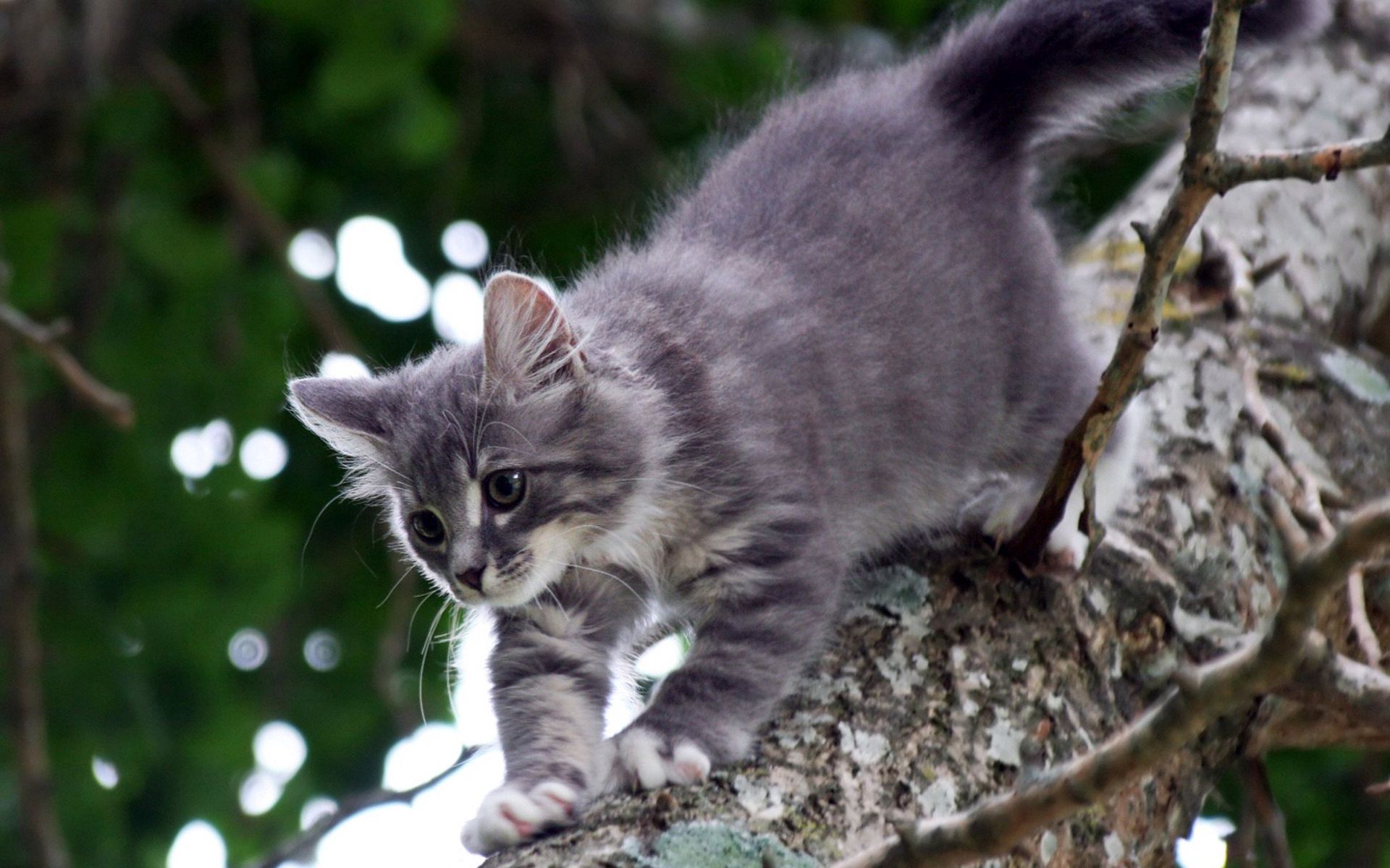 Download mobile wallpaper Trees, Kitty, Stroll, Grey, Animals, Cat, Kitten for free.