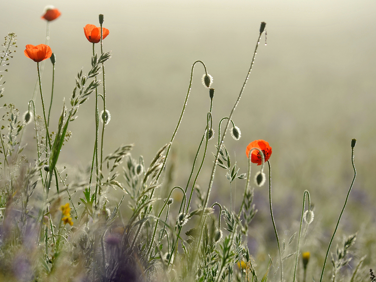 Free download wallpaper Flower, Earth, Poppy on your PC desktop