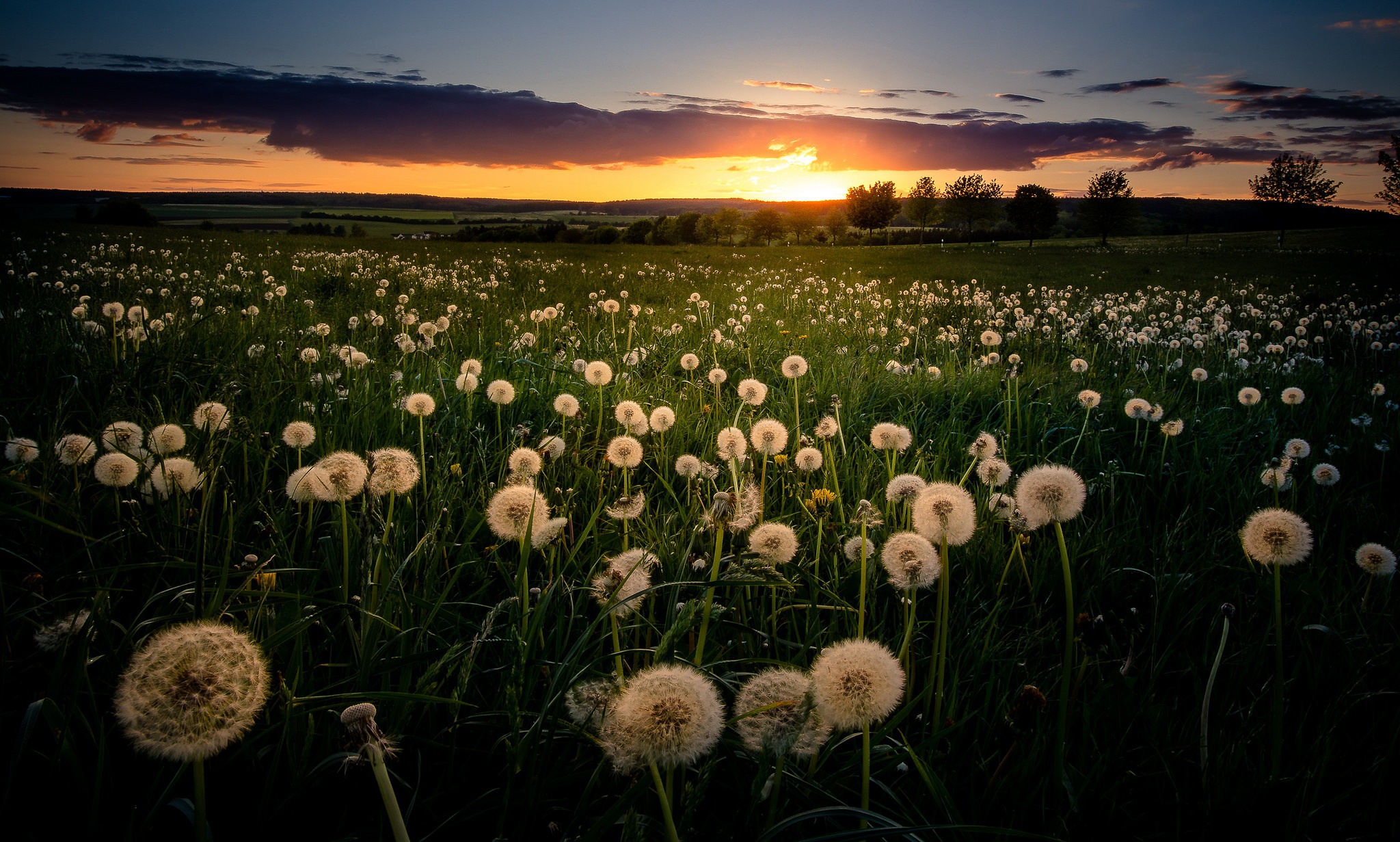 Download mobile wallpaper Sunset, Summer, Earth, Field, Dandelion for free.
