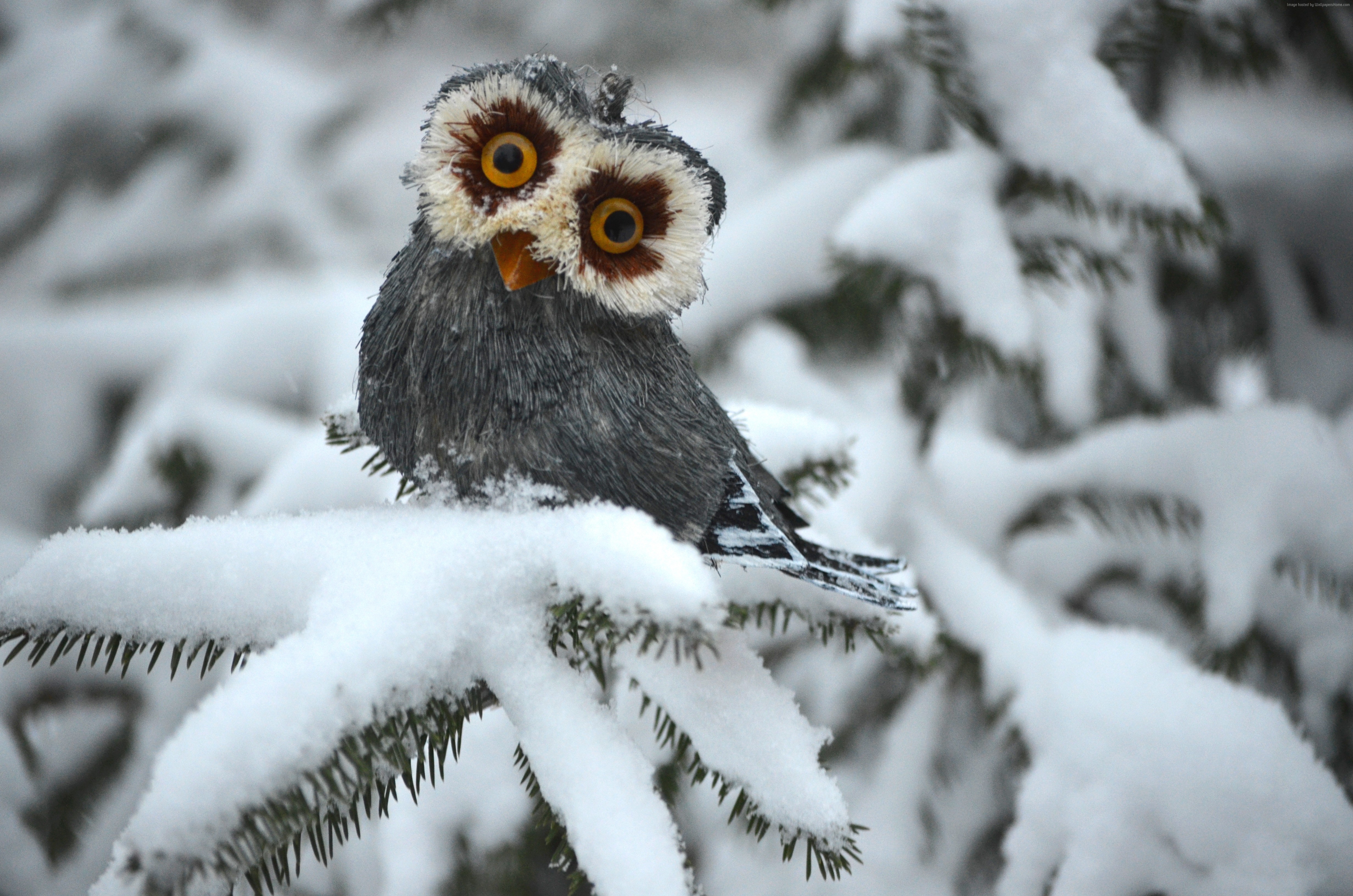 Baixe gratuitamente a imagem Animais, Inverno, Aves, Coruja, Neve, Pássaro na área de trabalho do seu PC