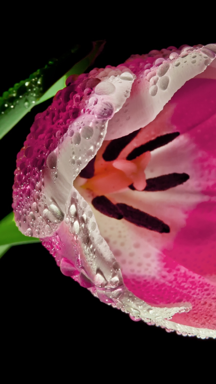 Téléchargez des papiers peints mobile Fleurs, Fleur, Macro, Tulipe, Tige, Terre/nature, Goutte D'eau, Fleur Rose, Goutte De Rosée gratuitement.