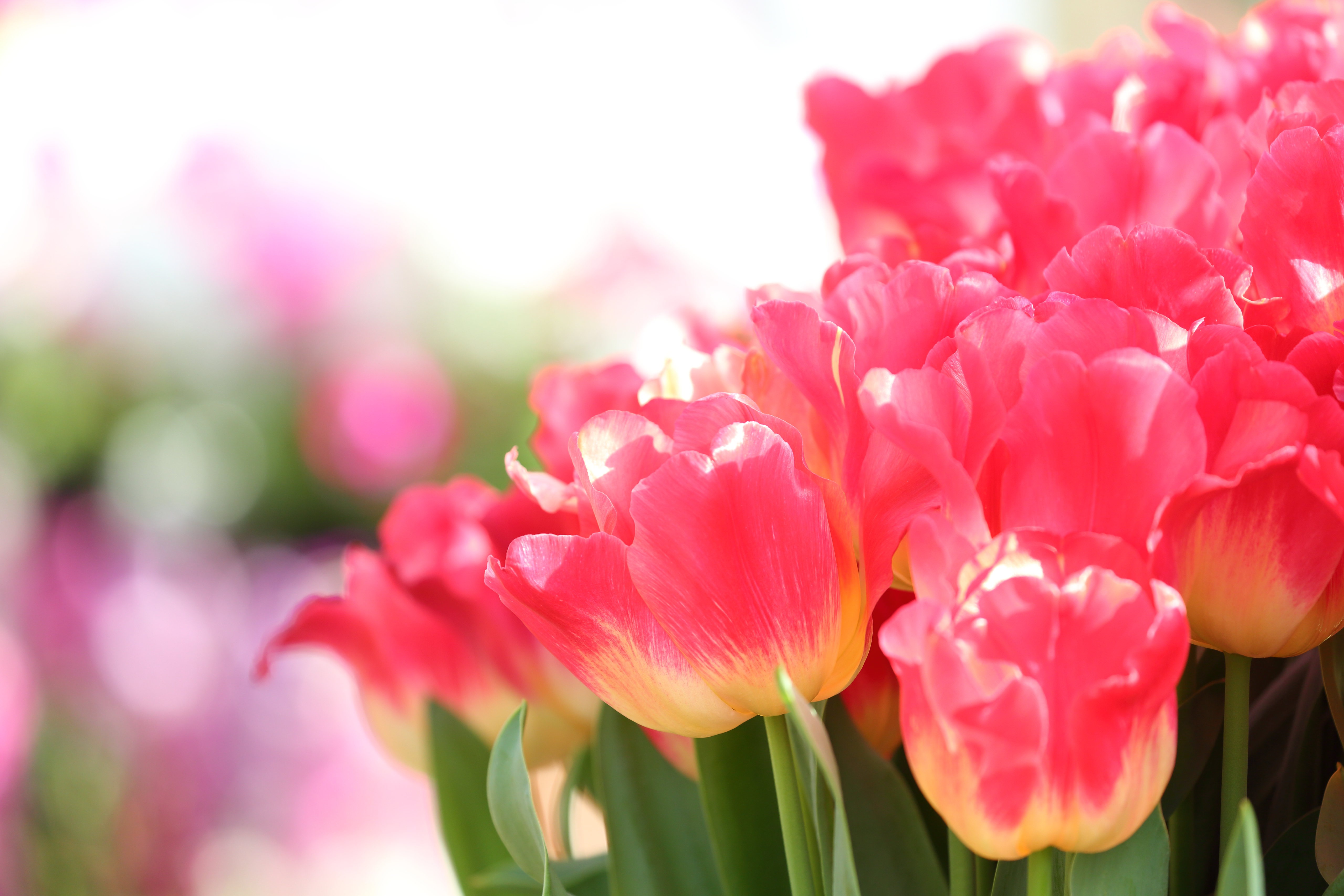 Free download wallpaper Tulip, Flowers, Earth on your PC desktop