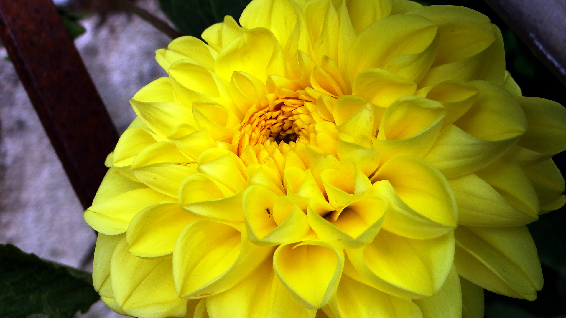 Téléchargez gratuitement l'image Fleurs, Fleur, Terre/nature sur le bureau de votre PC