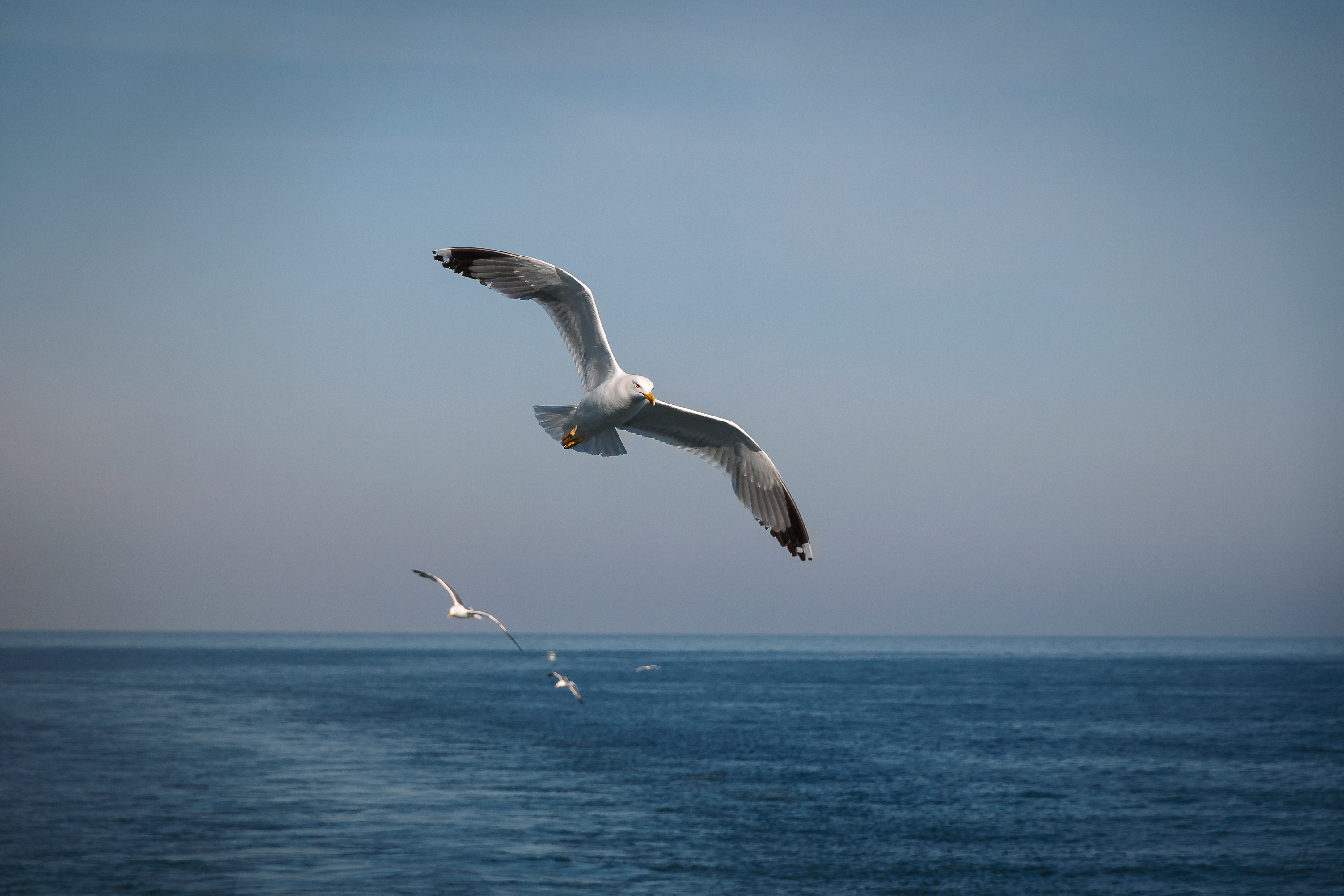 animal, seagull, bird, flight, sea, seascape, birds