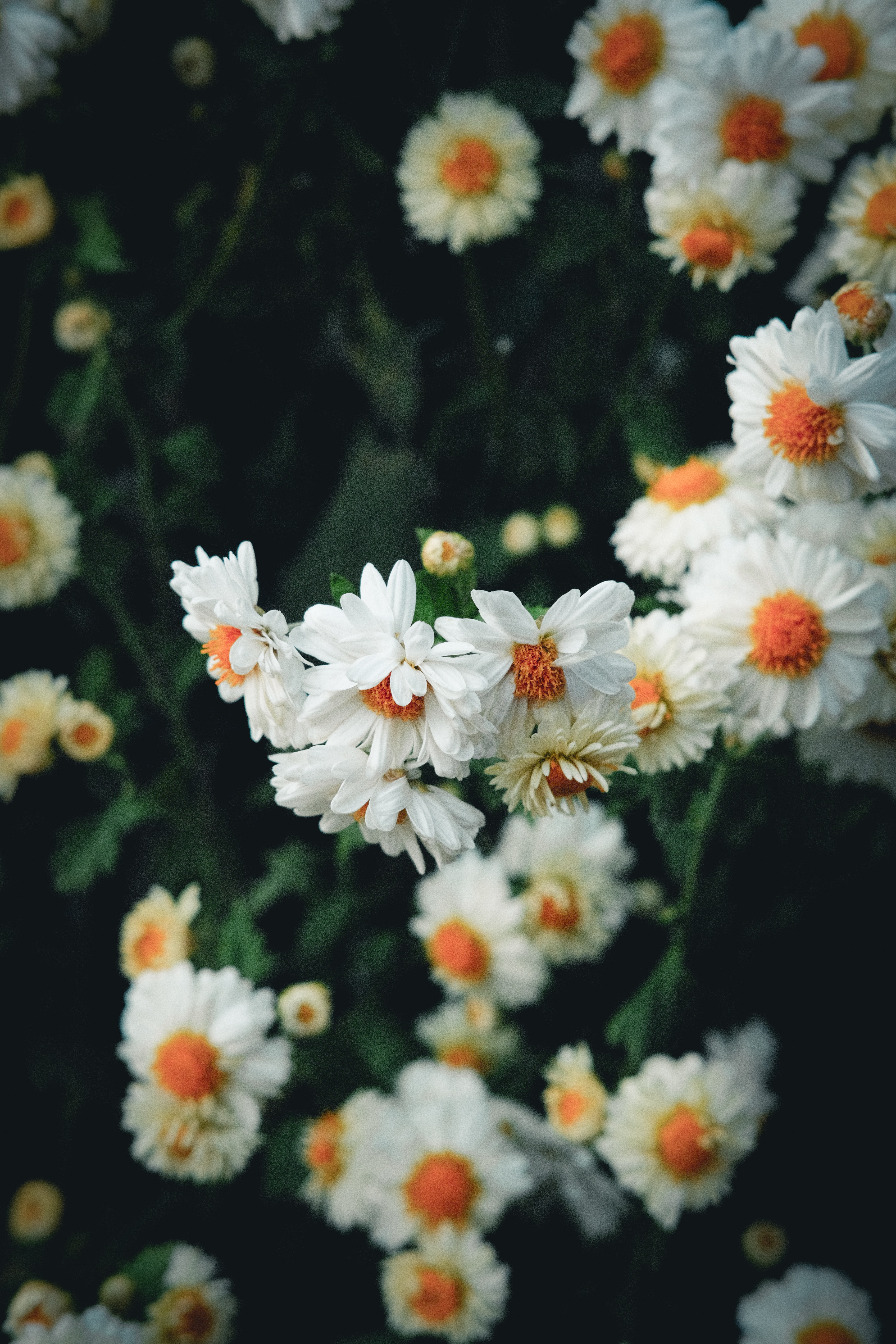 PCデスクトップにフラワーズ, 工場, 咲く, 開花, 白い, 植物画像を無料でダウンロード