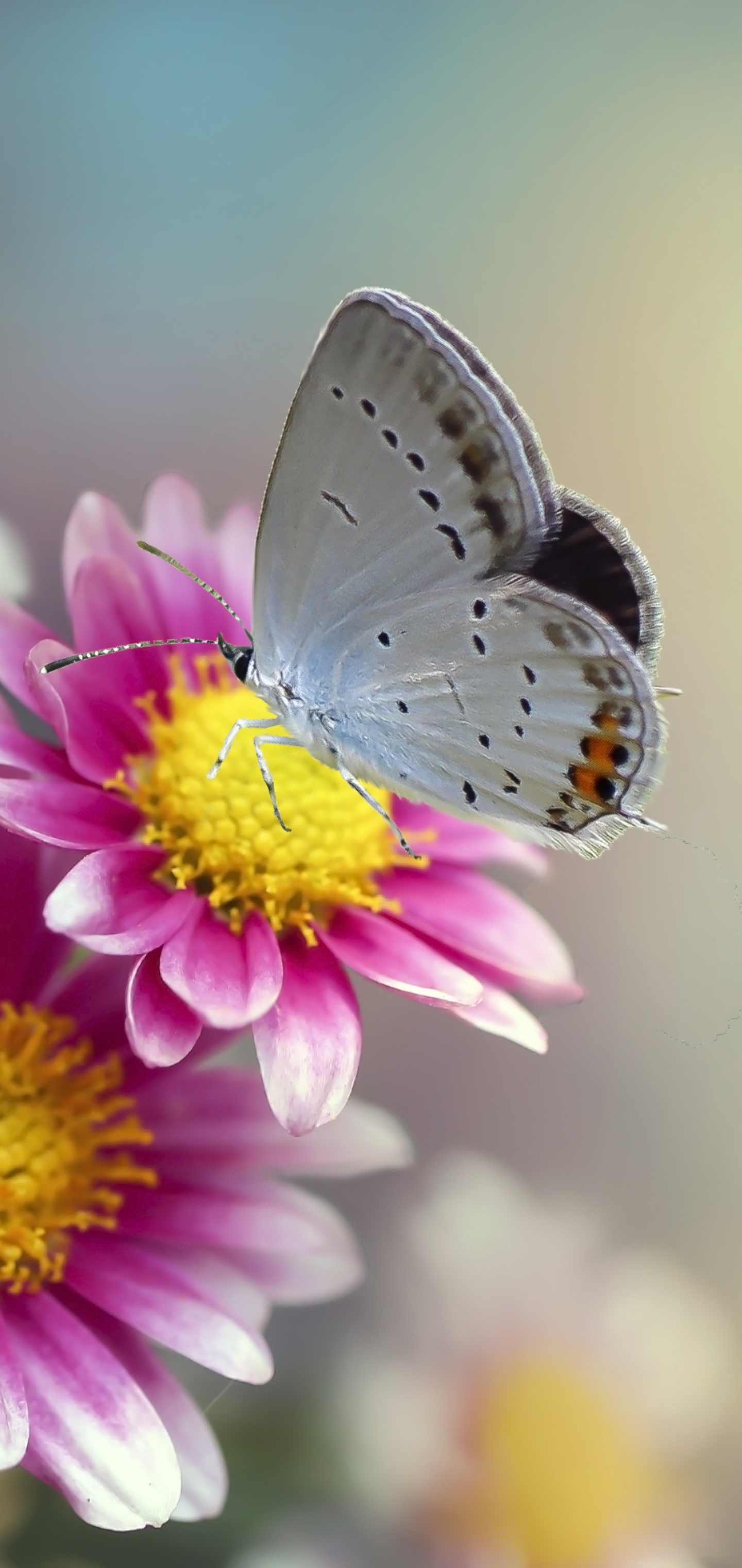 無料モバイル壁紙動物, 蝶, 菊, 花, 大きい, 虫をダウンロードします。