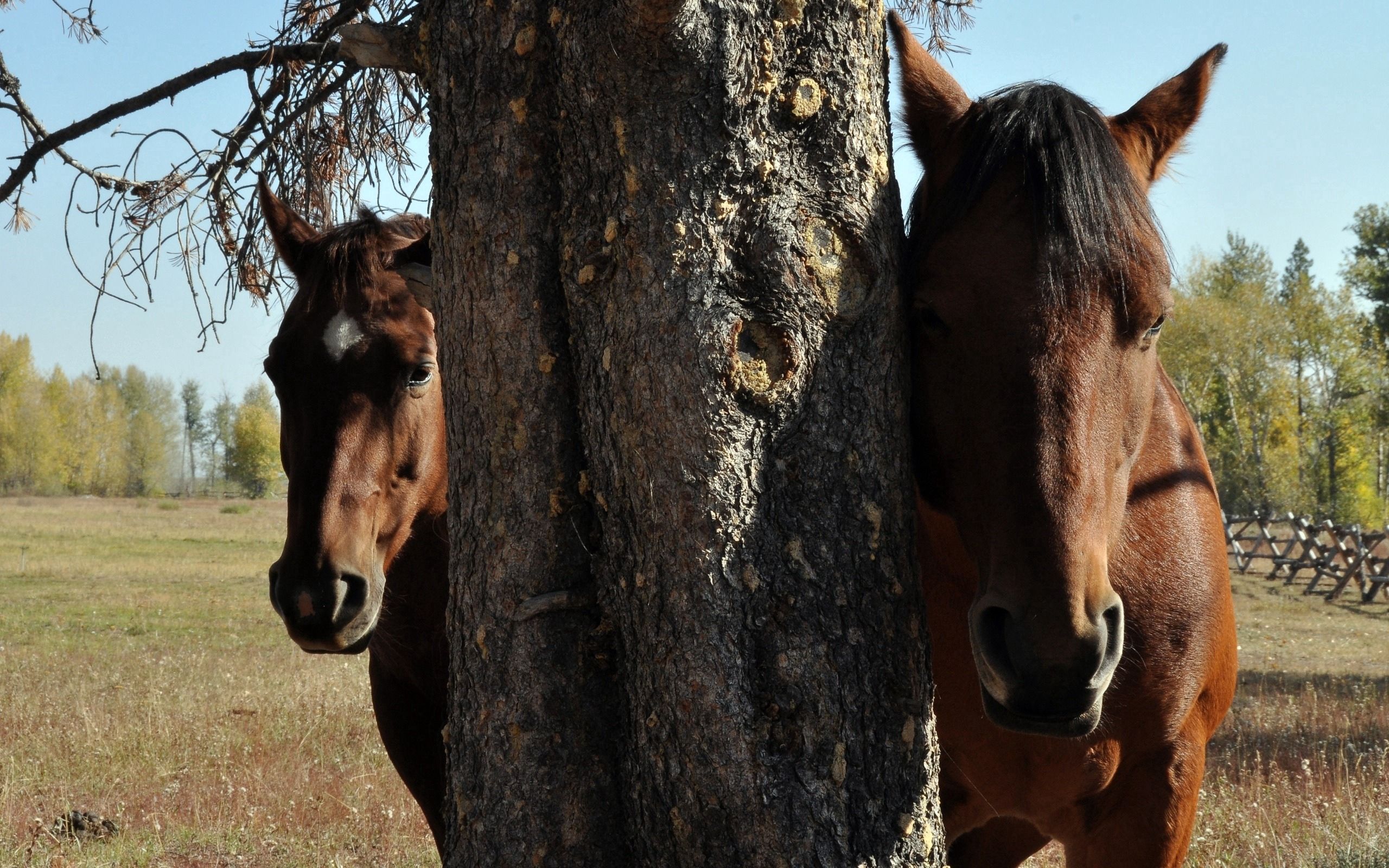 Free download wallpaper Wood, Pair, Tree, Head, Animals, Couple, Horses on your PC desktop