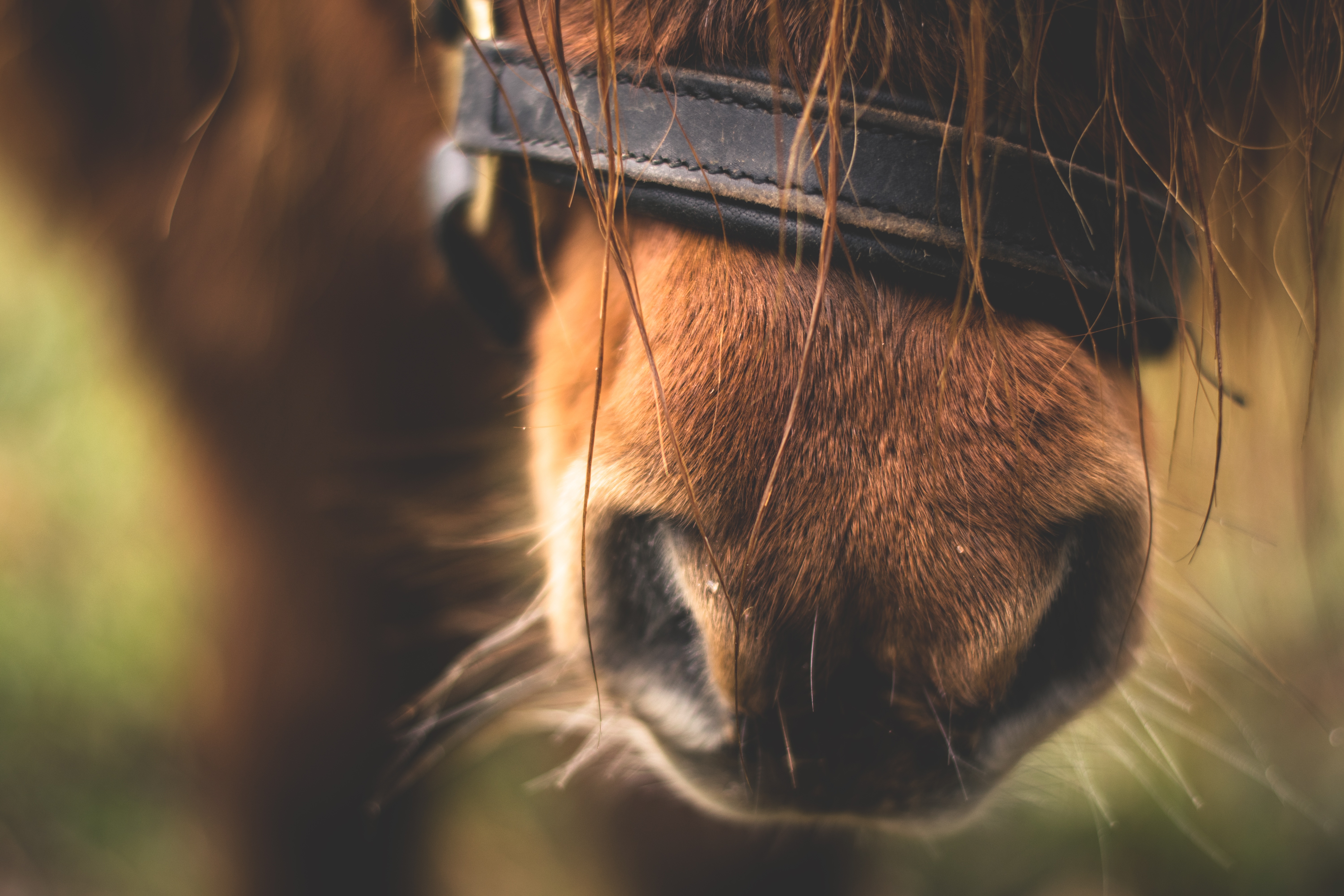 Download mobile wallpaper Nose, Close Up, Animals, Horse for free.