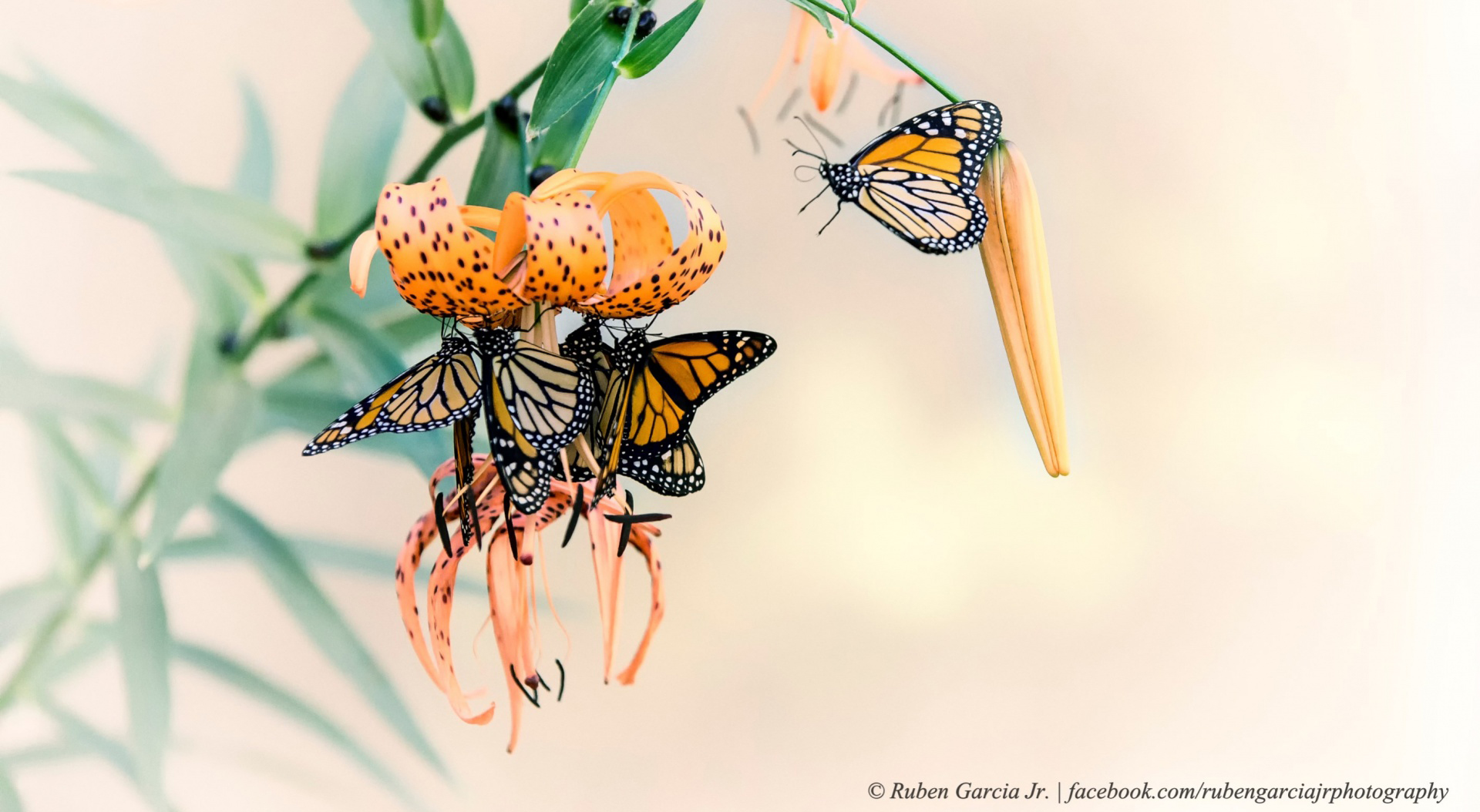 759303 descargar fondo de pantalla animales, mariposa, flor, insecto, mariposa monarca: protectores de pantalla e imágenes gratis