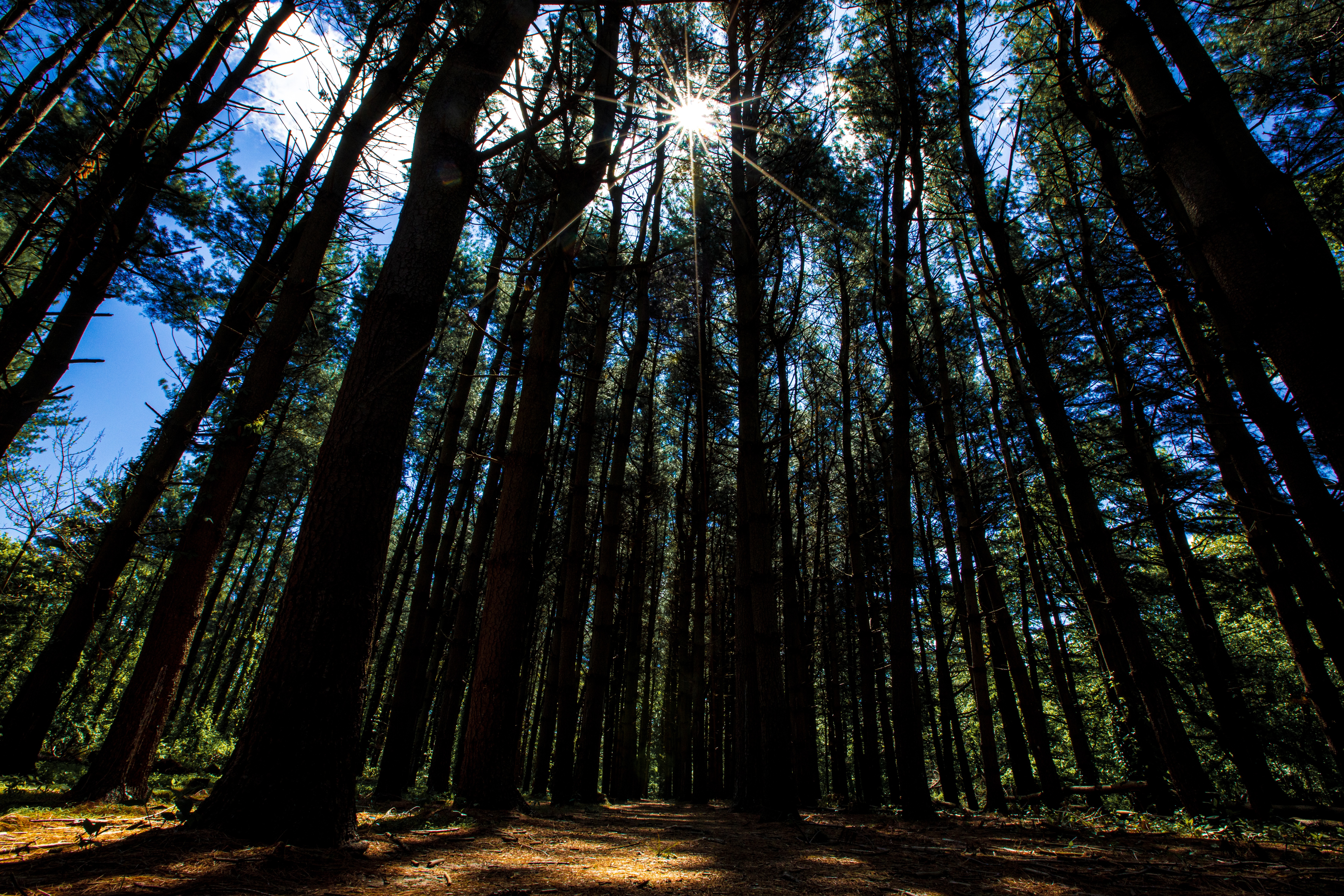 Free download wallpaper Nature, Trees, Beams, Rays, Sunlight, Forest, Stroll on your PC desktop