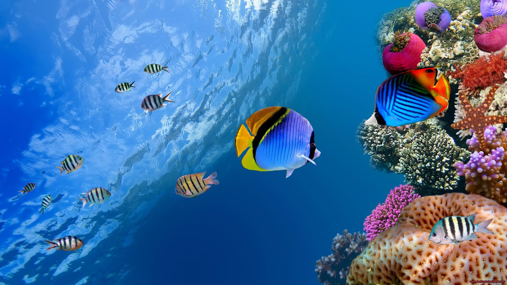 322532 descargar fondo de pantalla animales, pez, pez mariposa, peces: protectores de pantalla e imágenes gratis
