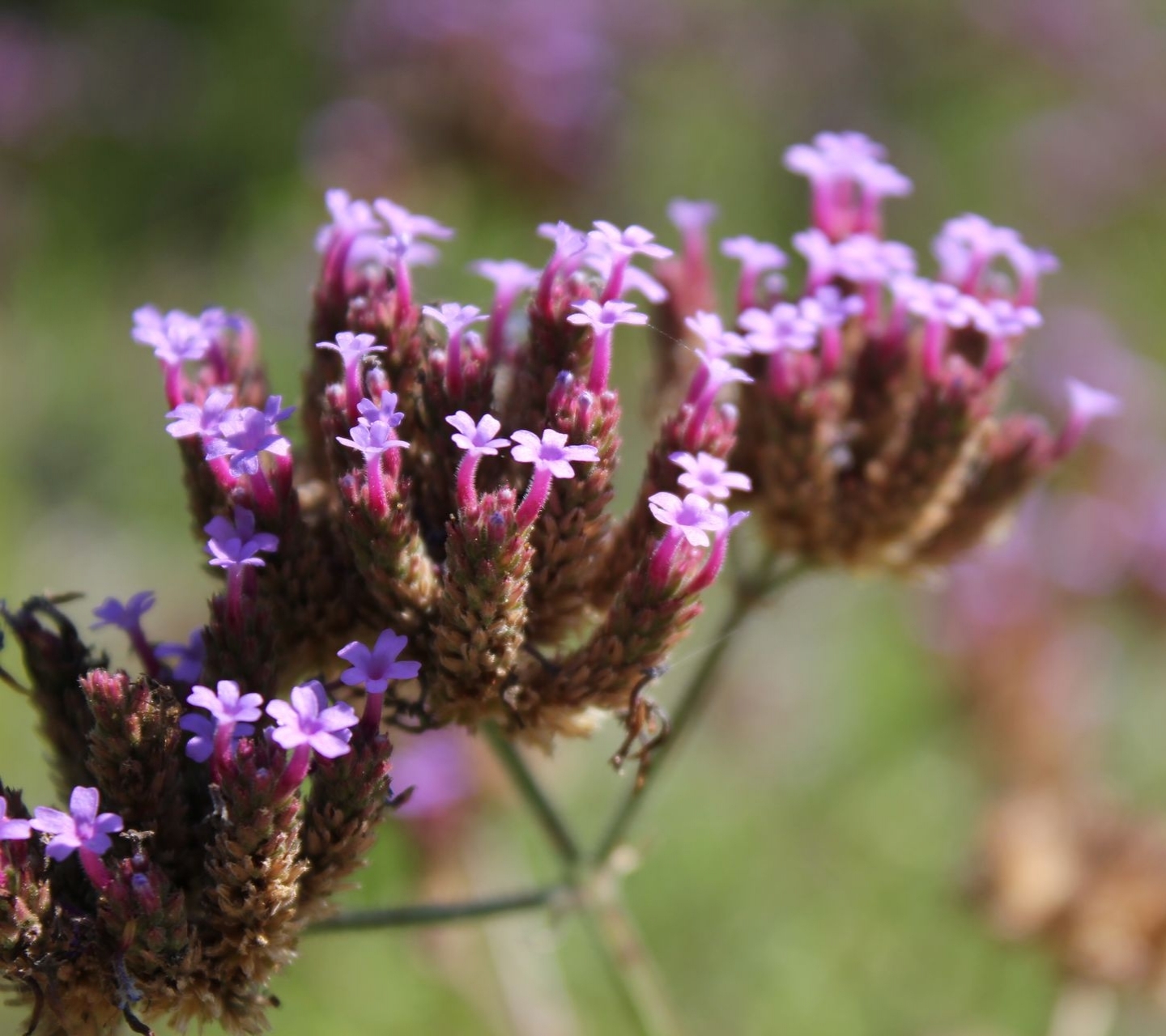 Handy-Wallpaper Blumen, Blume, Erde/natur kostenlos herunterladen.