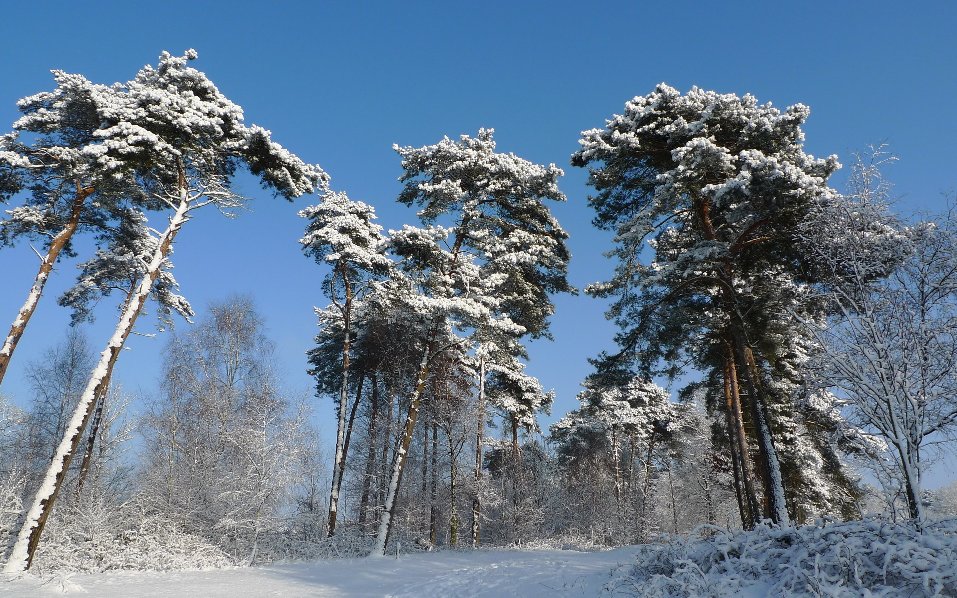 Téléchargez gratuitement l'image Hiver, Terre/nature sur le bureau de votre PC