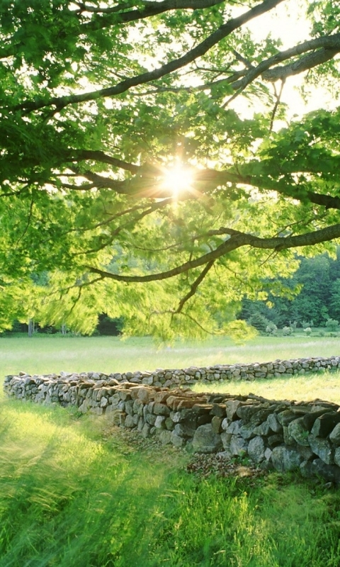 Descarga gratuita de fondo de pantalla para móvil de Árboles, Árbol, Tierra/naturaleza.