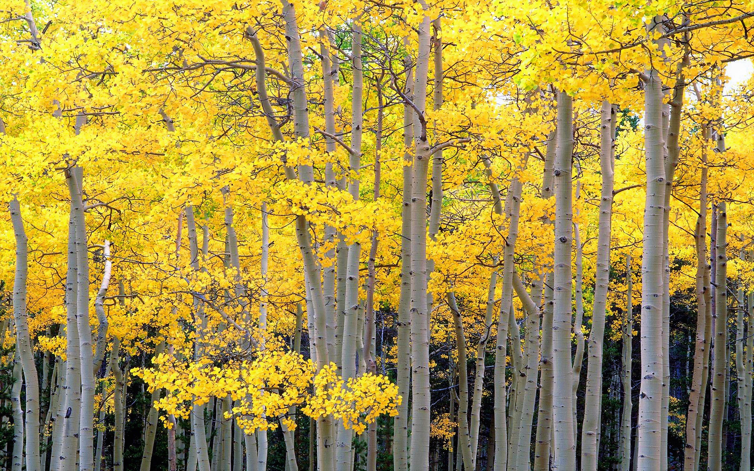 Скачать картинку Осень, Лес, Береза, Земля/природа в телефон бесплатно.
