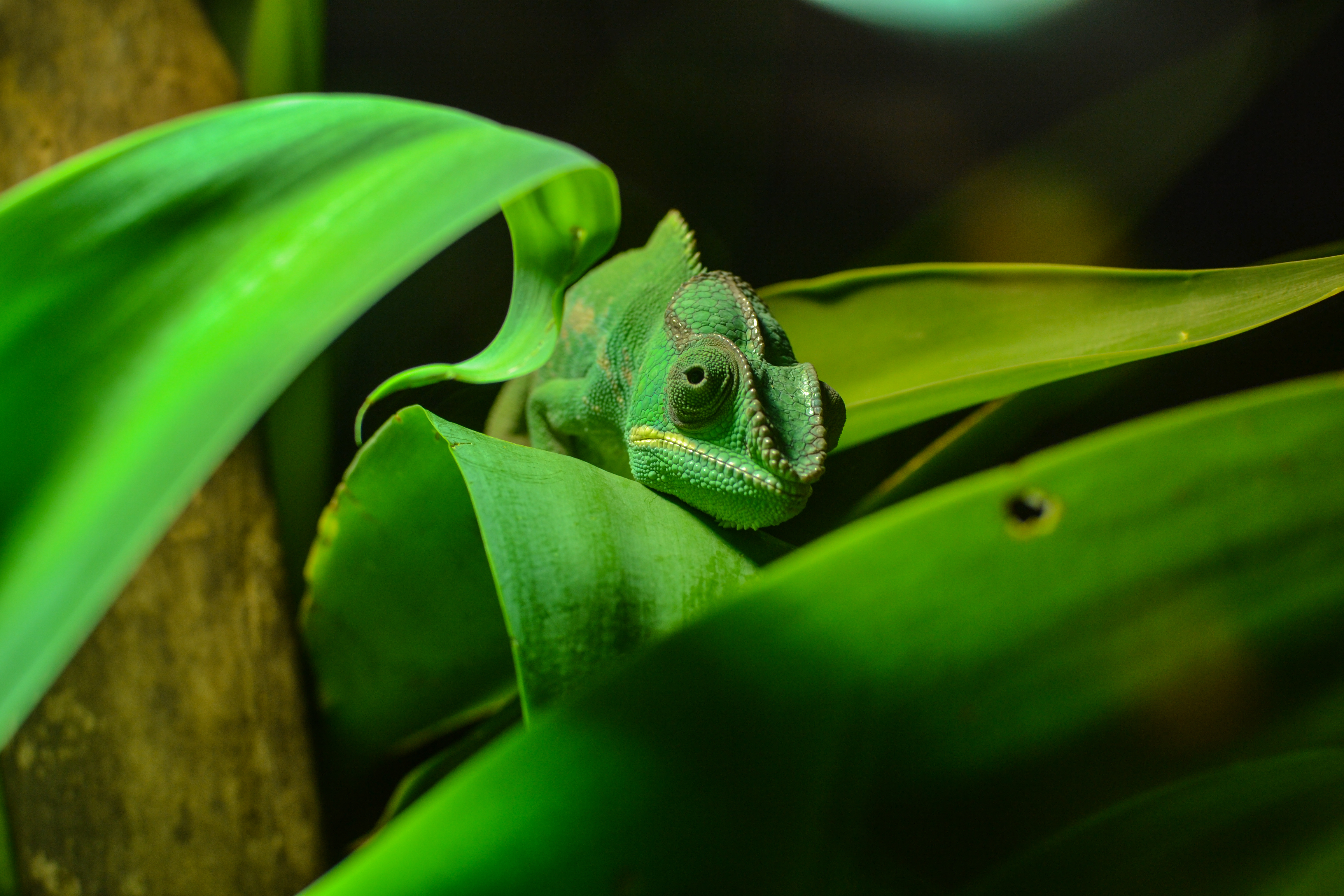 animals, color, foliage, reptile, disguise, camouflage, chameleon