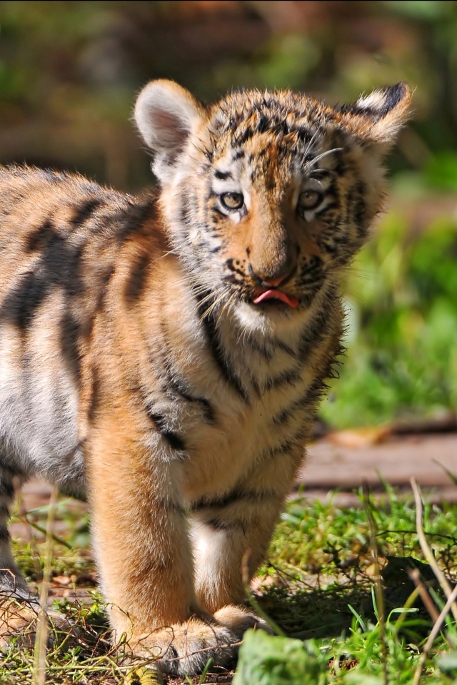 Descarga gratuita de fondo de pantalla para móvil de Animales, Gatos, Tigre, Bebé.