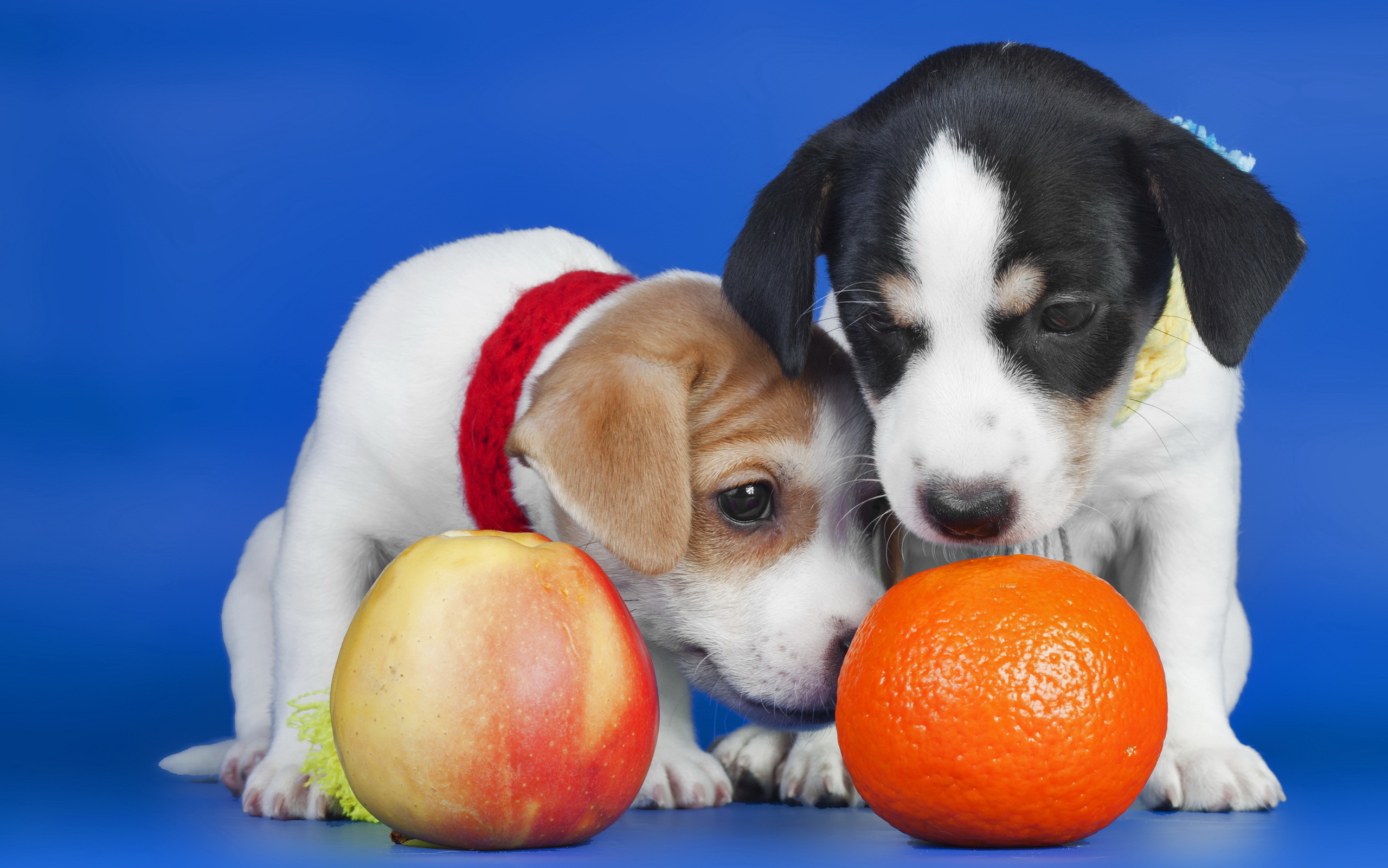 Téléchargez des papiers peints mobile Chiens, Chien, Animaux gratuitement.