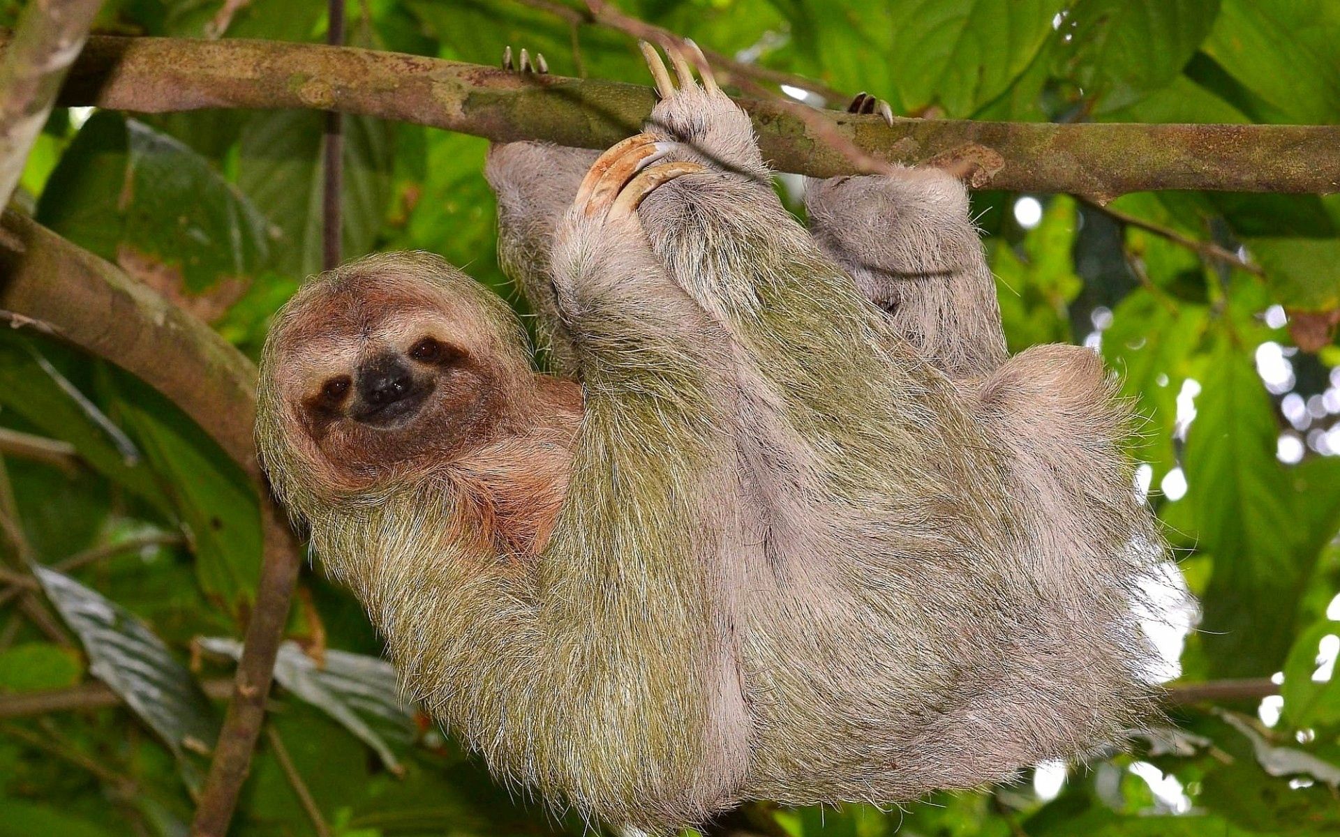 animals, wood, tree, branch, sloth, hang