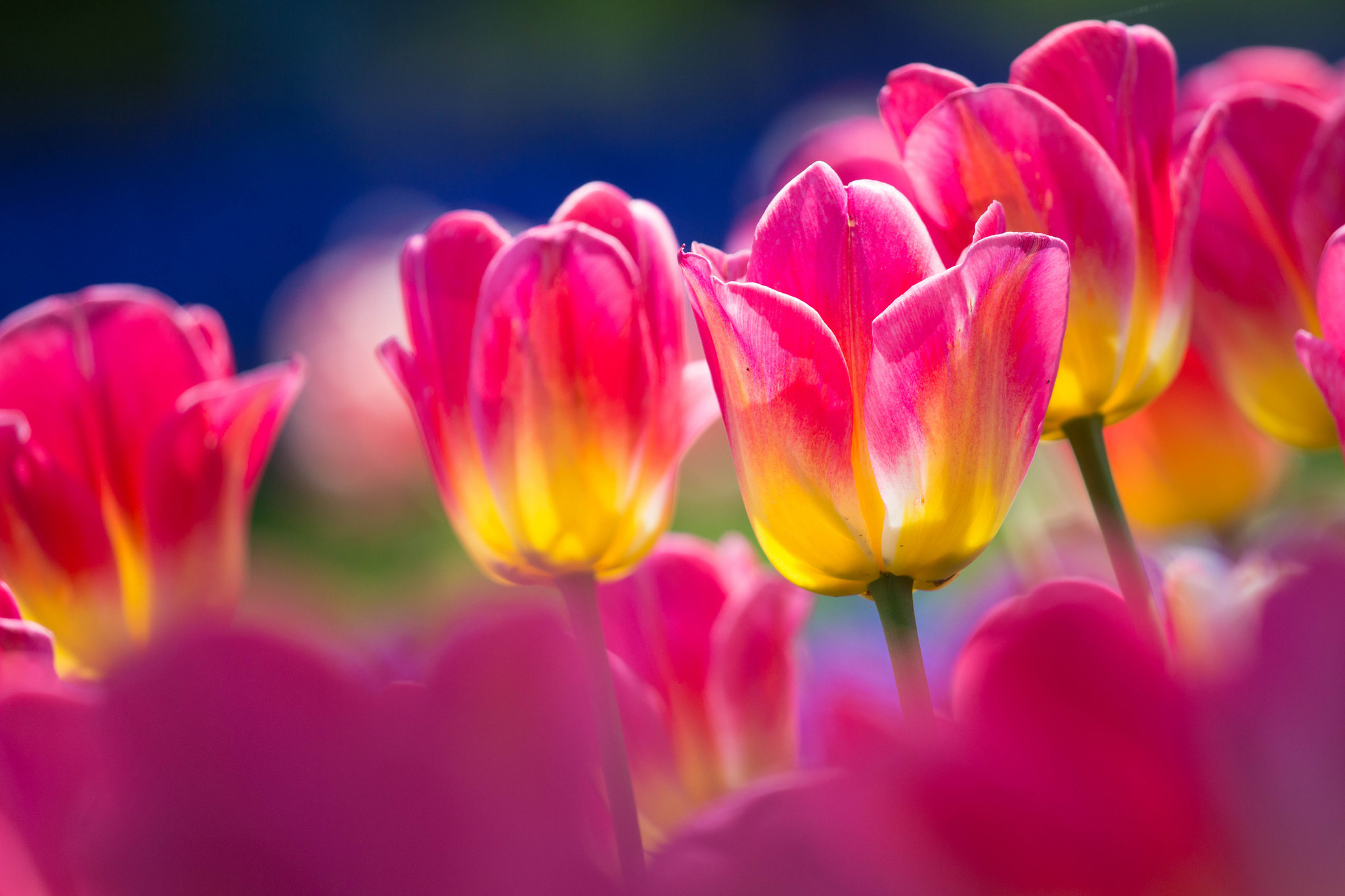 Download mobile wallpaper Nature, Flowers, Flower, Close Up, Earth, Tulip, Pink Flower for free.