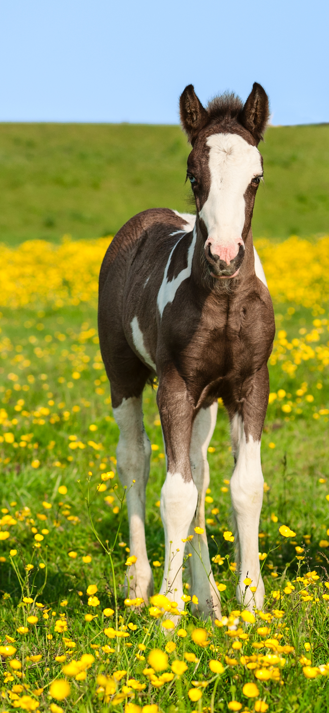 Download mobile wallpaper Animal, Horse, Pony, Baby Animal for free.