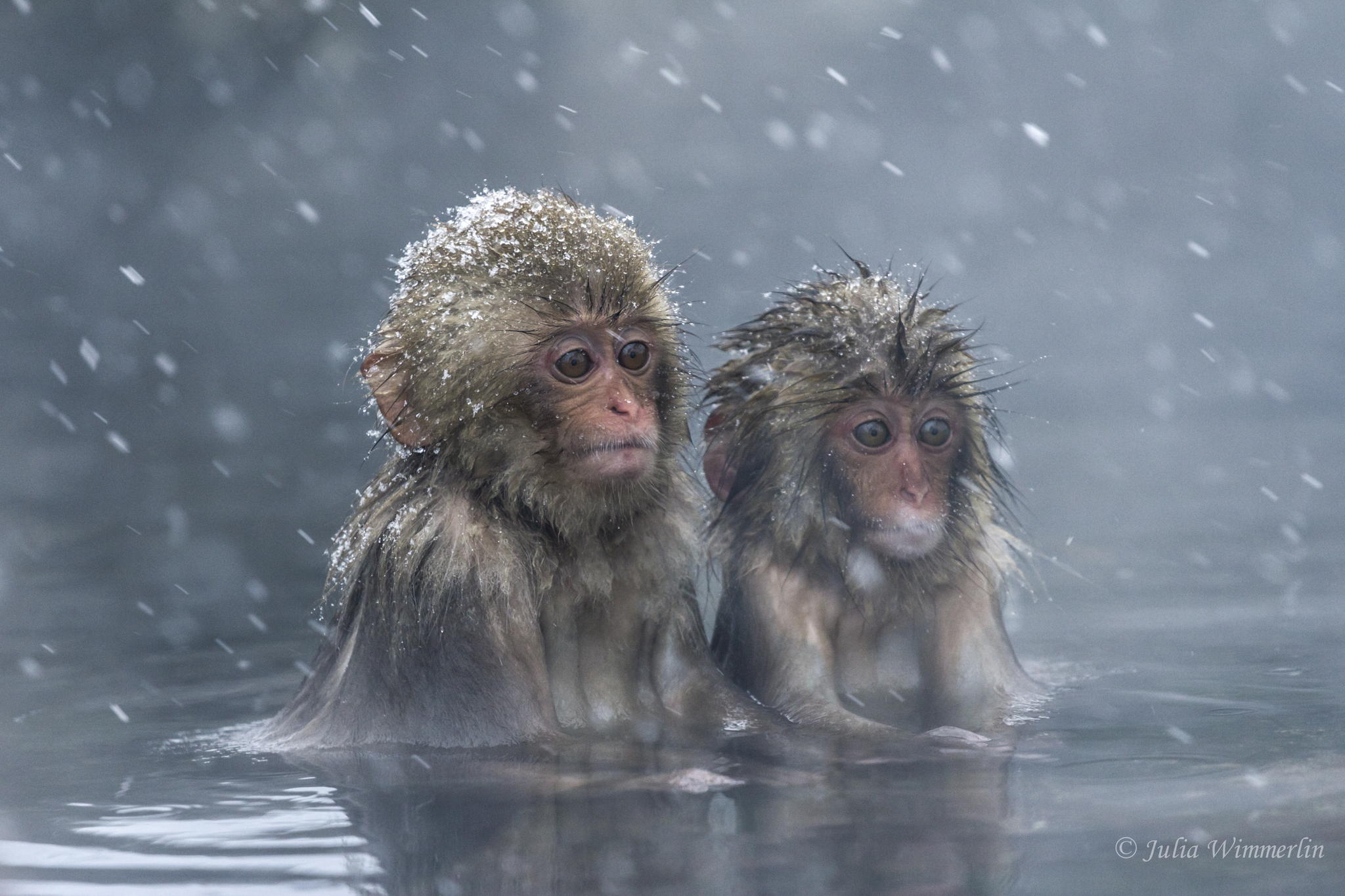water, animal, japanese macaque, baby animal, cute, macaque, snow, snowfall, monkeys