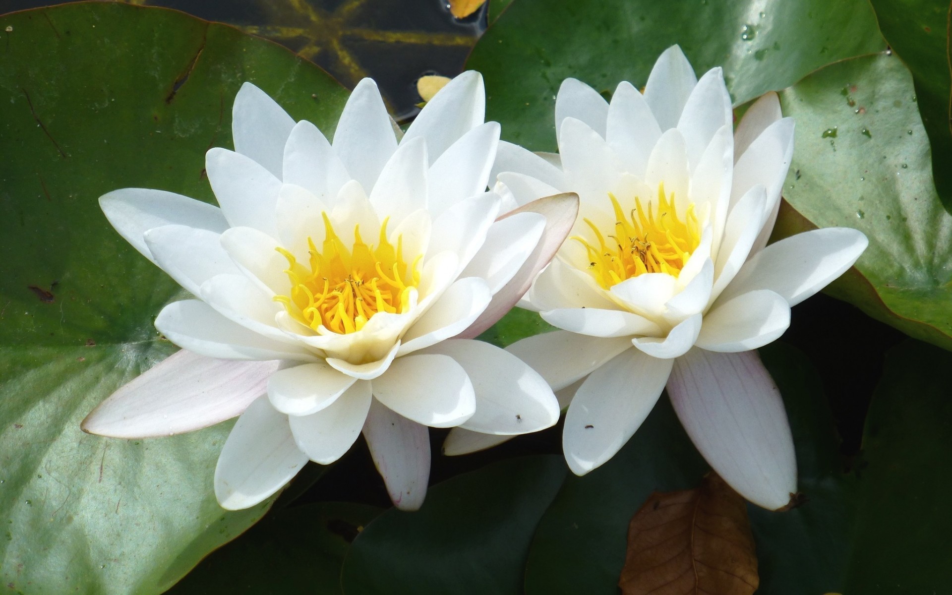 Free download wallpaper Flowers, Flower, Earth, Water Lily, White Flower on your PC desktop