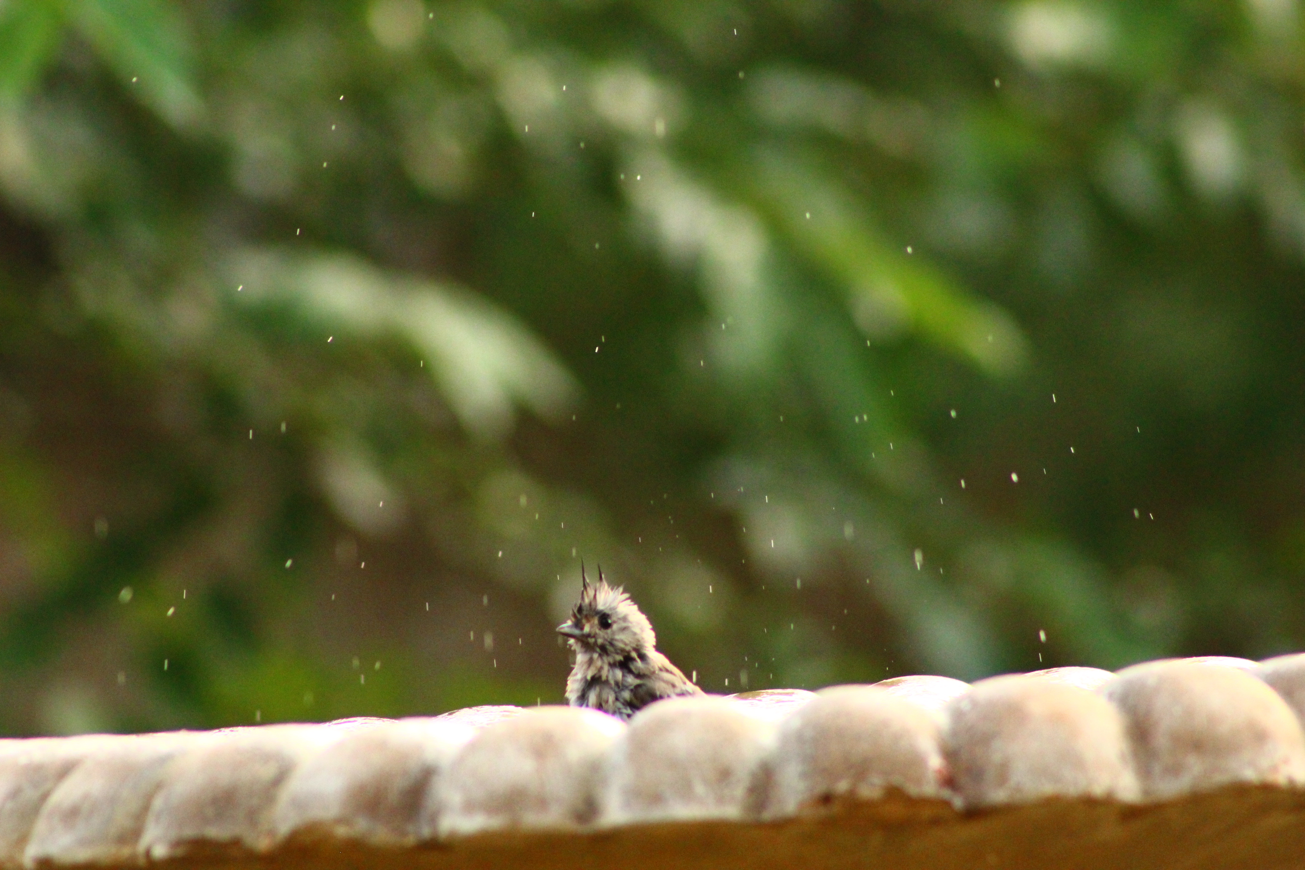 Handy-Wallpaper Tiere, Vögel, Vogel kostenlos herunterladen.