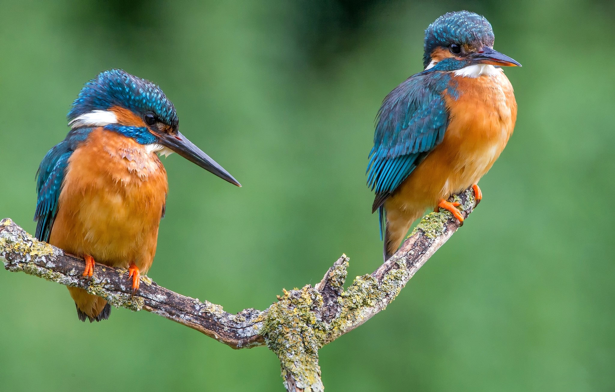 Download mobile wallpaper Birds, Bird, Branch, Animal, Kingfisher for free.