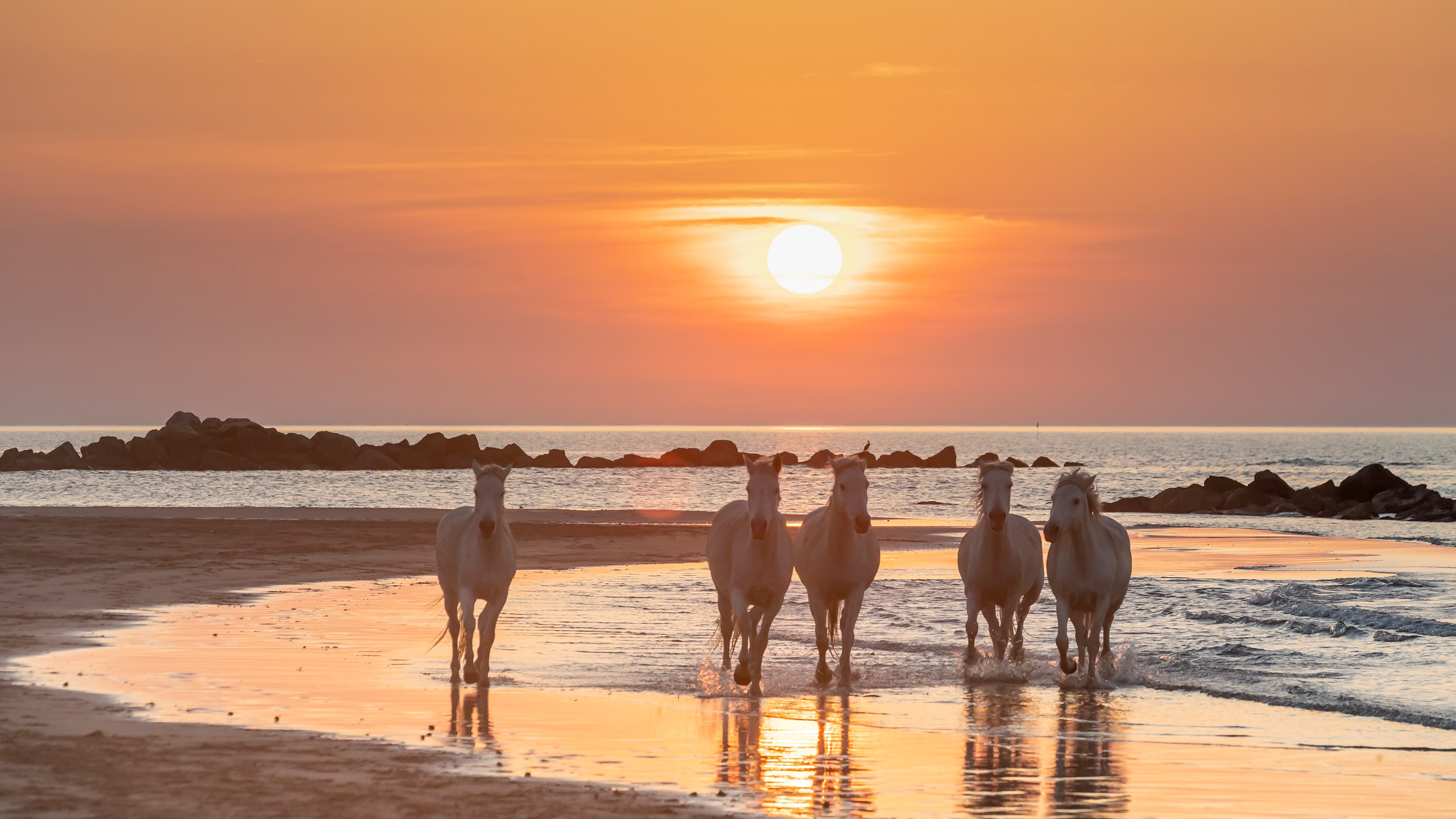 Download mobile wallpaper Sunset, Horizon, Ocean, Animal, Horse for free.