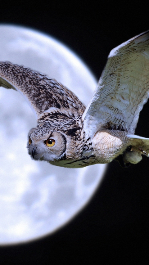 無料モバイル壁紙動物, 鳥, フクロウをダウンロードします。