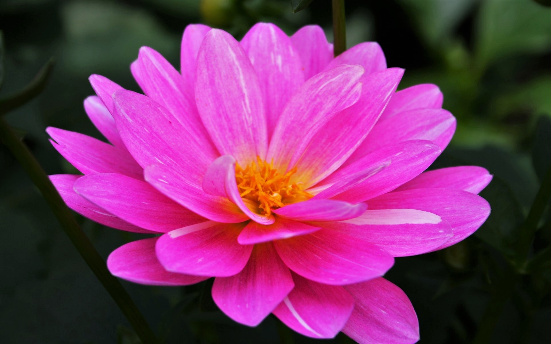 Download mobile wallpaper Flowers, Flower, Earth, Water Lily, Pink Flower for free.