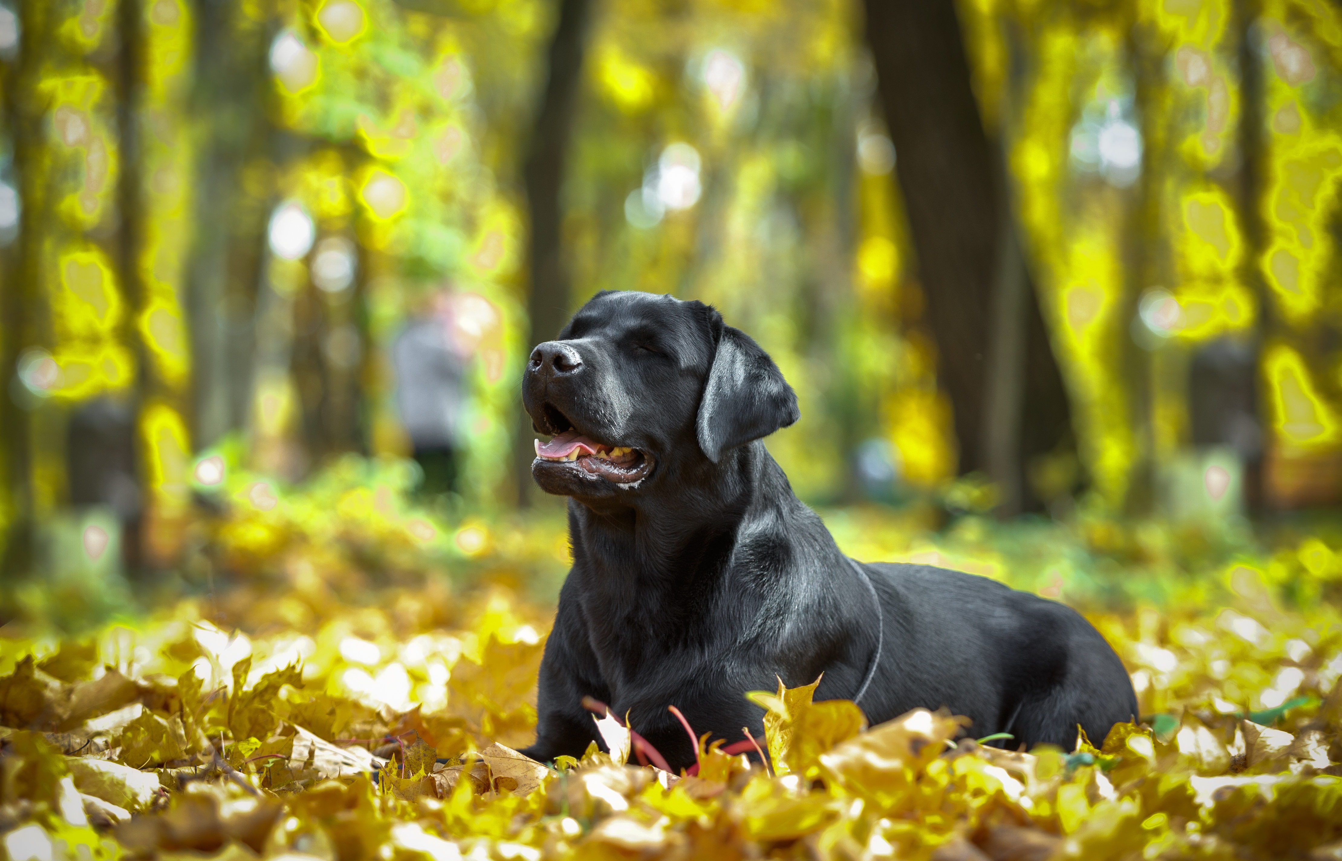 Handy-Wallpaper Tiere, Hunde, Herbst, Hund, Blatt, Labrador, Tiefenschärfe kostenlos herunterladen.