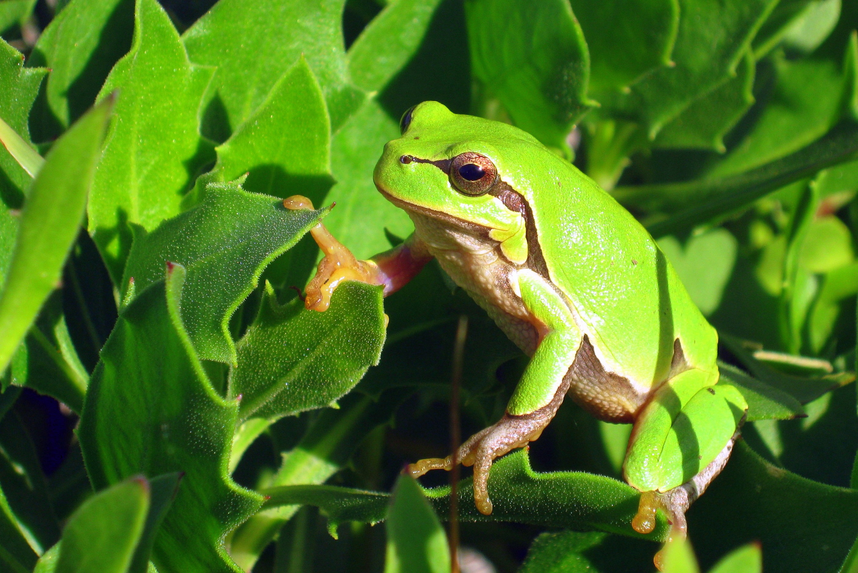 Free download wallpaper Frogs, Plant, Leaf, Animal, Frog on your PC desktop