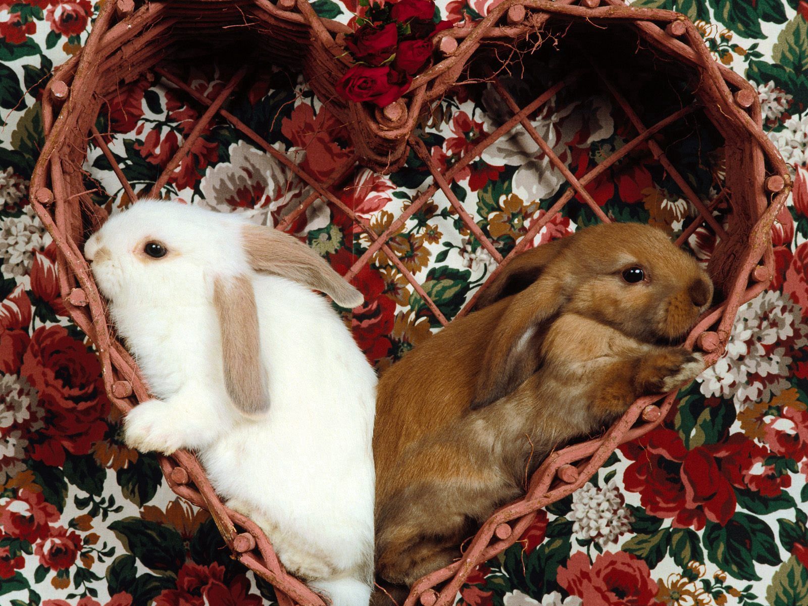 animals, rabbits, sit, couple, pair, ears