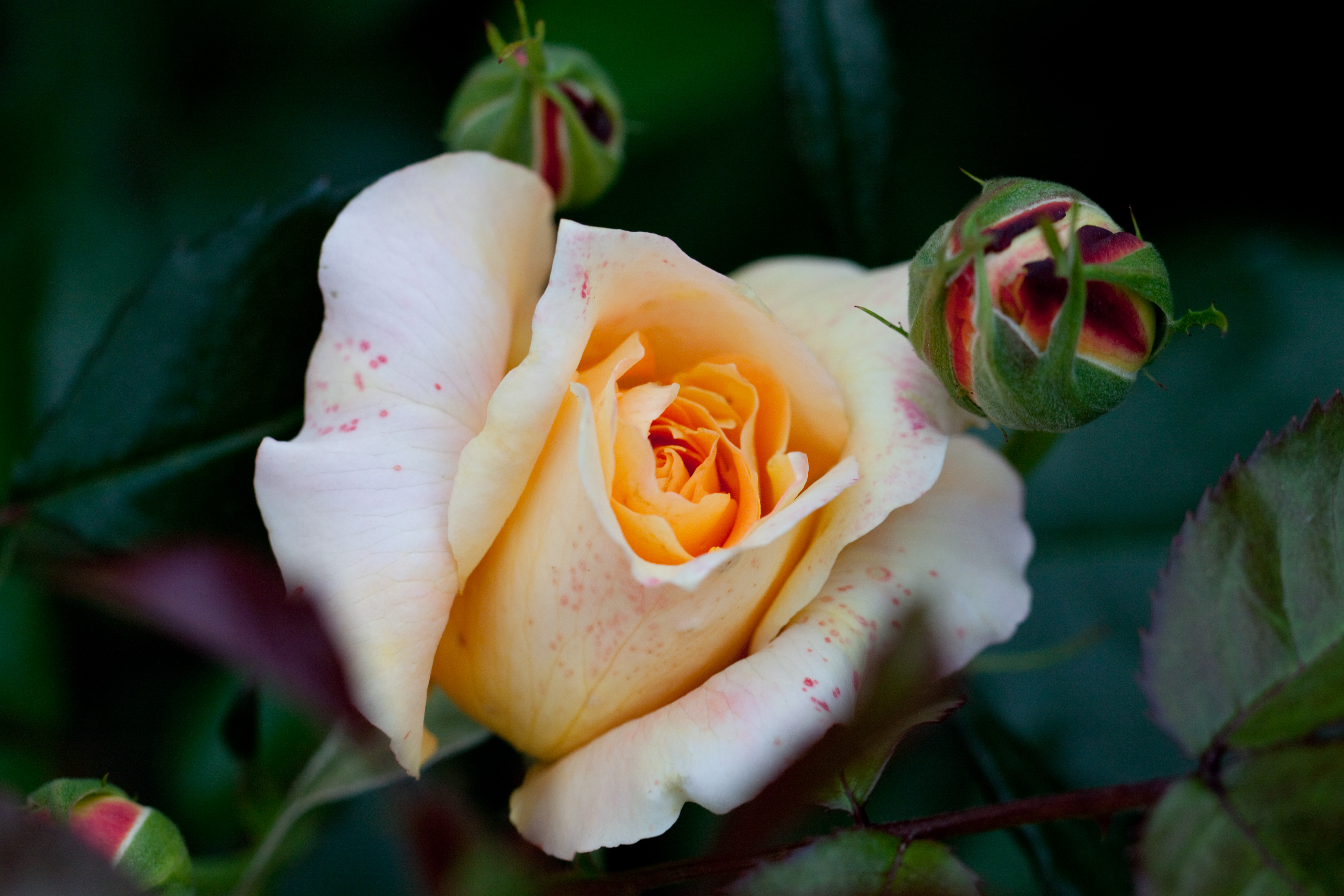 Descarga gratuita de fondo de pantalla para móvil de Flores, Rosa, Tierra/naturaleza.