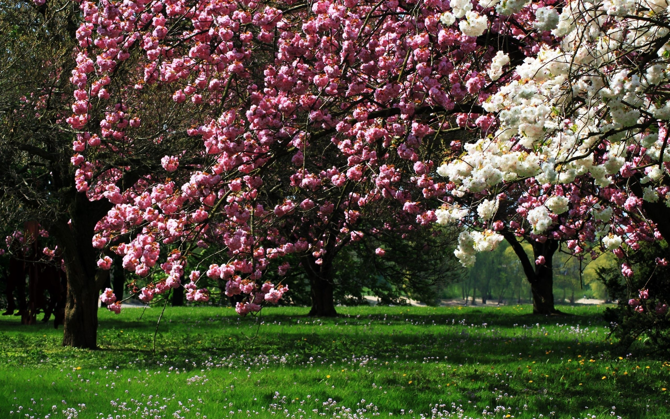 Free download wallpaper Pink, Park, Tree, Spring, Photography, White Flower, Blossom, Pink Flower on your PC desktop