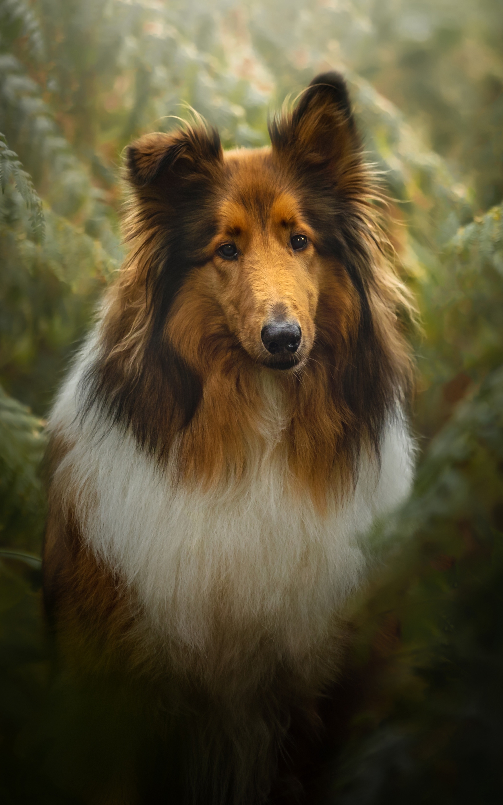 Free download wallpaper Dogs, Dog, Animal, Shetland Sheepdog on your PC desktop