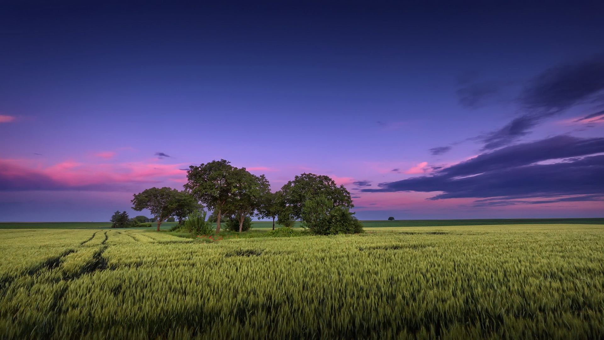Download mobile wallpaper Nature, Sky, Summer, Horizon, Tree, Earth, Field for free.